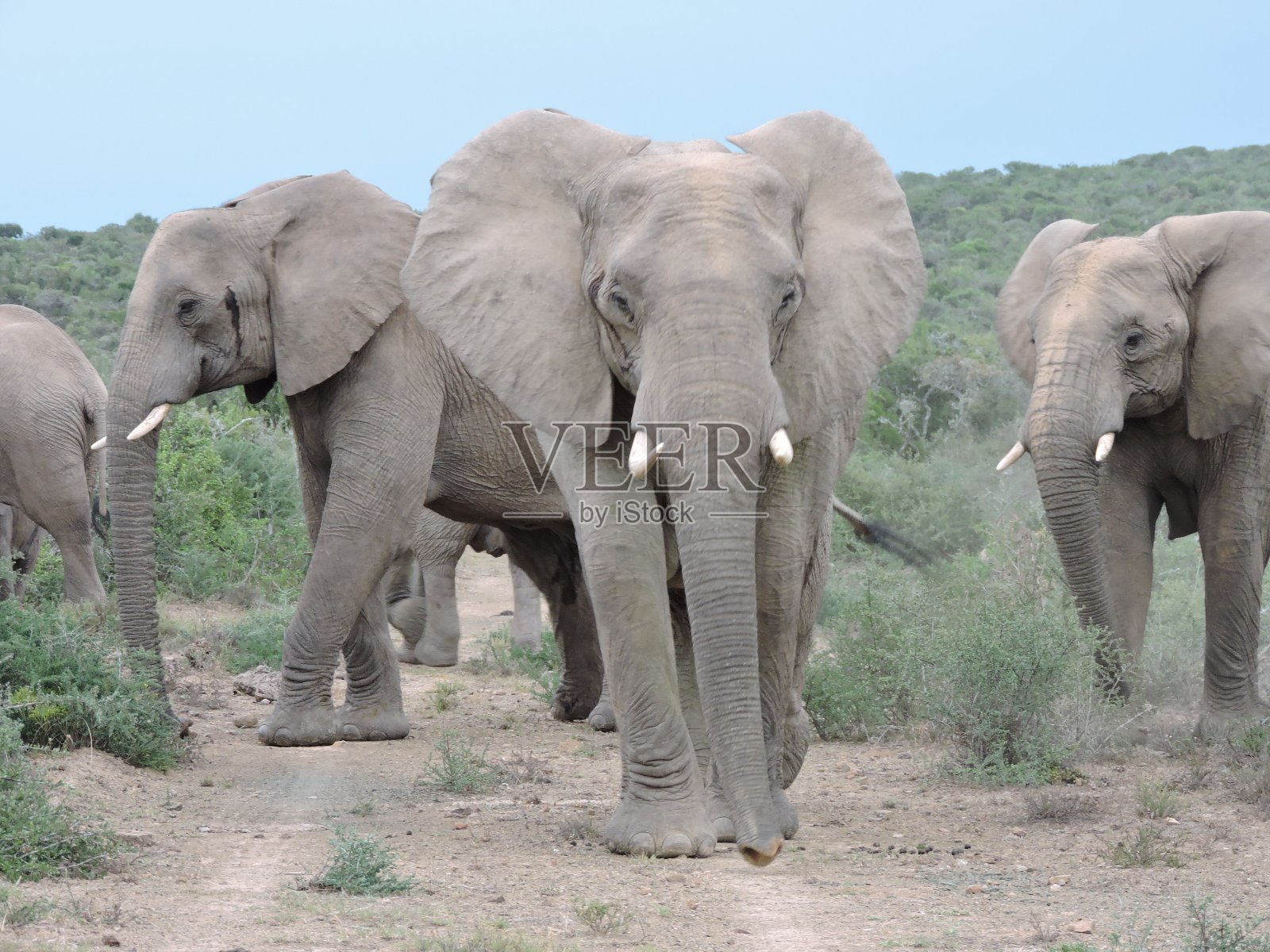 大象的对峙照片摄影图片