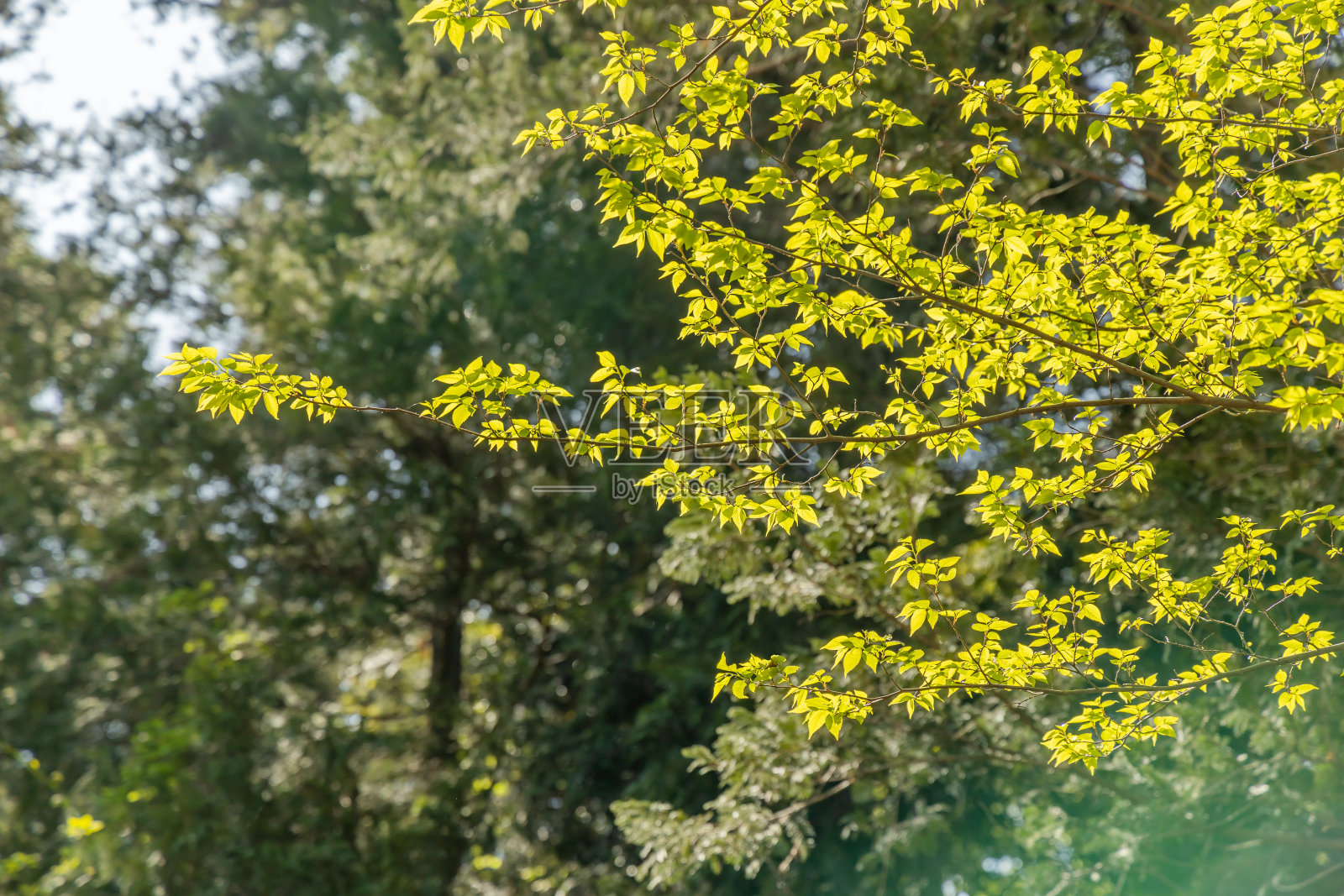 新鲜的绿树和天空照片摄影图片