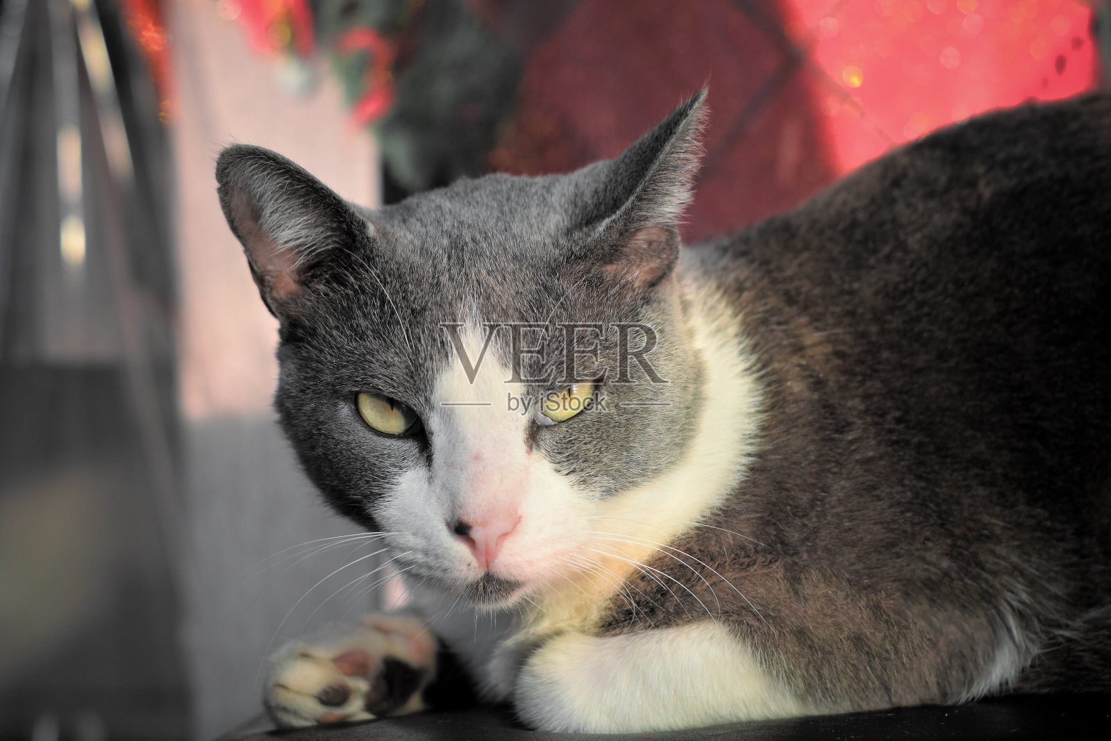 美丽的猫躺在椅子上，照片摄影图片