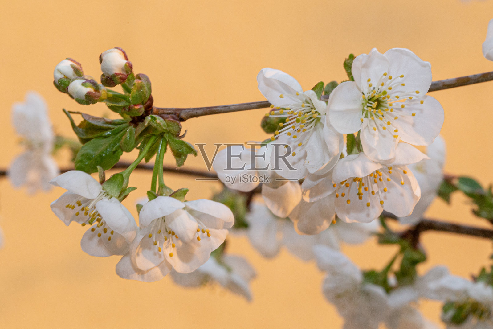 盛开的白色樱桃接近花照片摄影图片