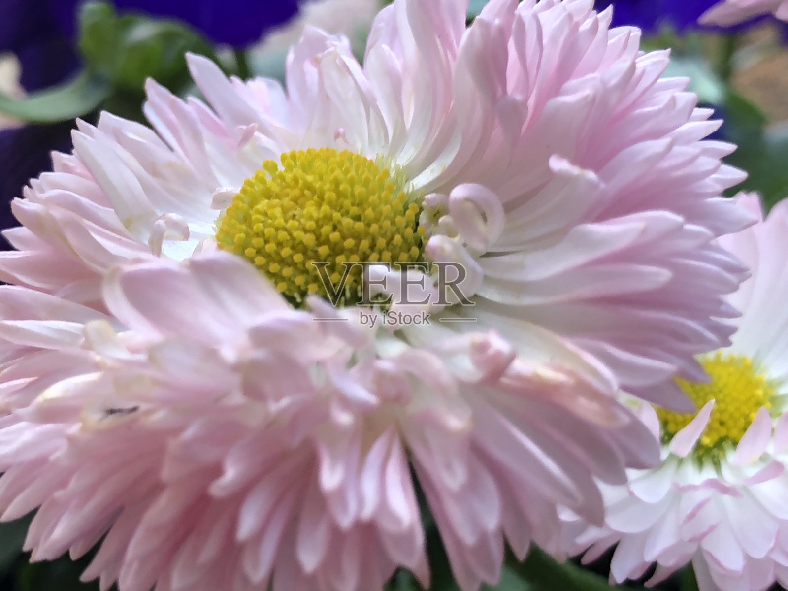 跳花照片摄影图片