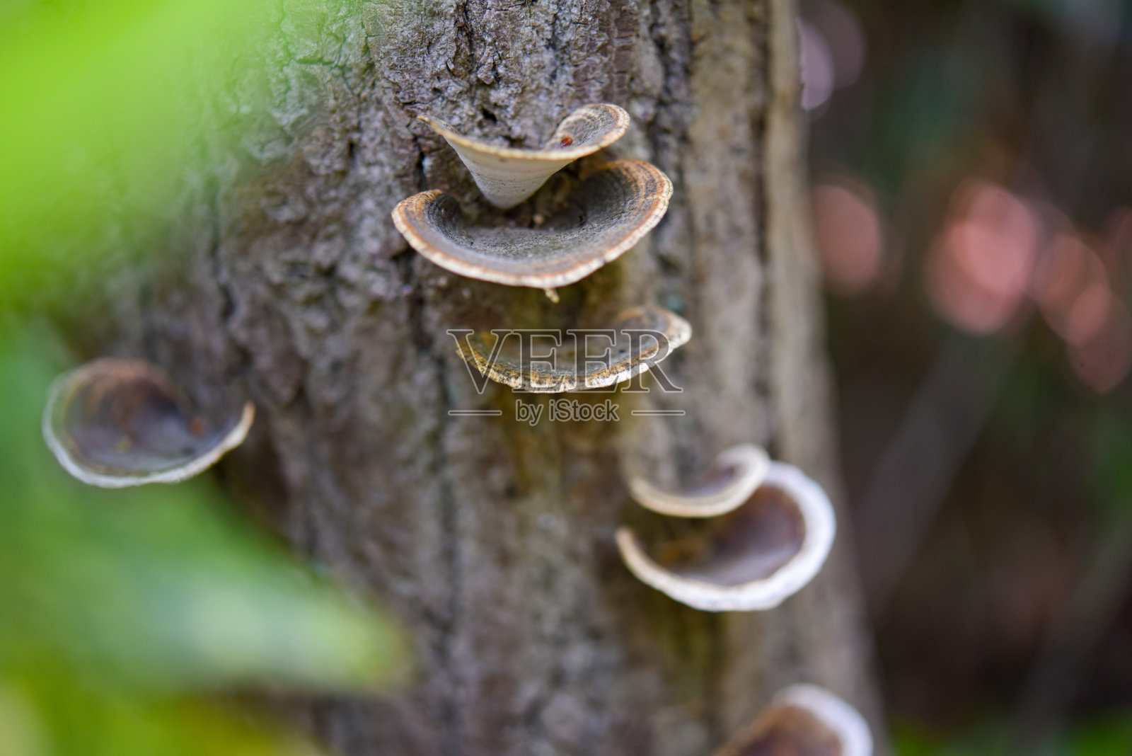 支架的真菌照片摄影图片