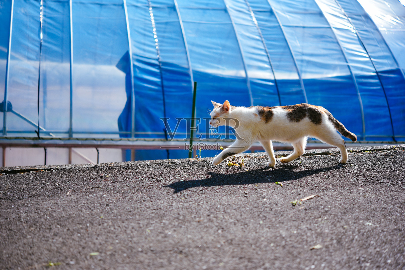 野生猫科动物照片摄影图片