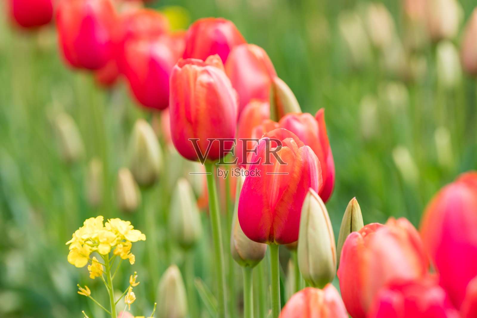 盛开的郁金香，Sodegaura市，千叶县，日本照片摄影图片