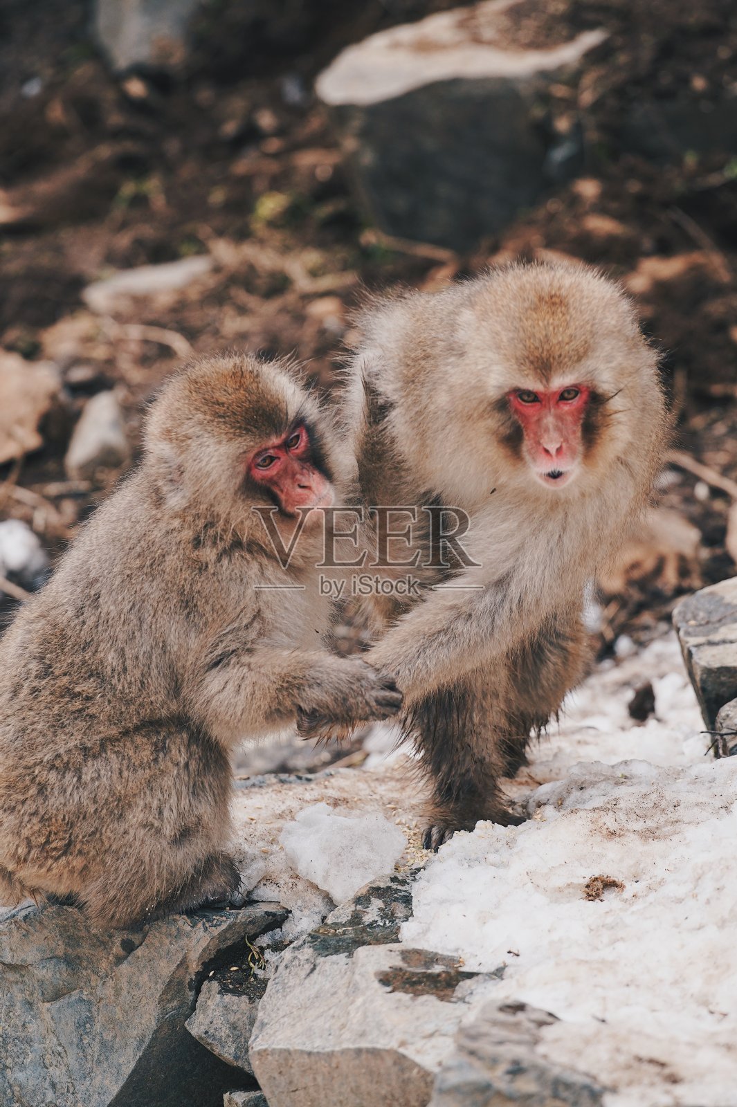 日本雪猴肖像特写照片摄影图片