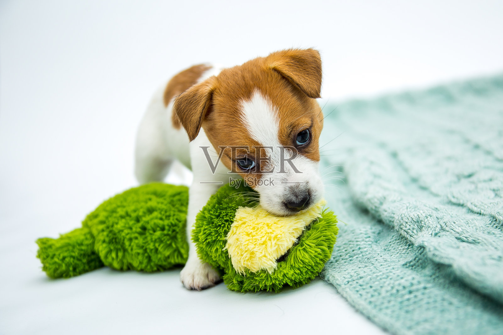 小杰克罗素梗小狗照片摄影图片