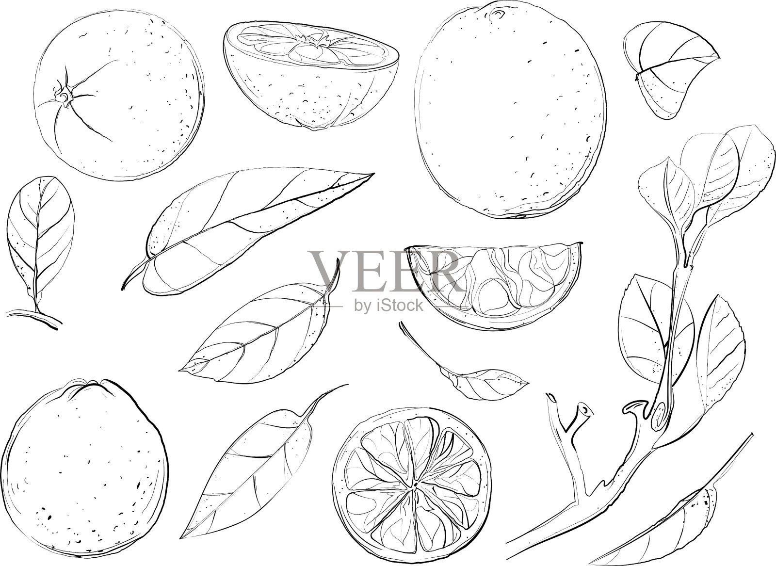 橘子和树叶素描集插画图片素材