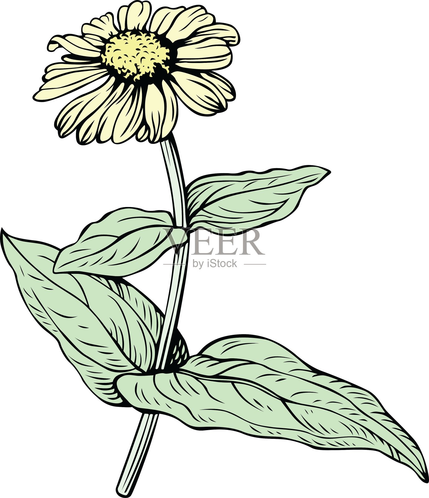 黄色的花插画图片素材