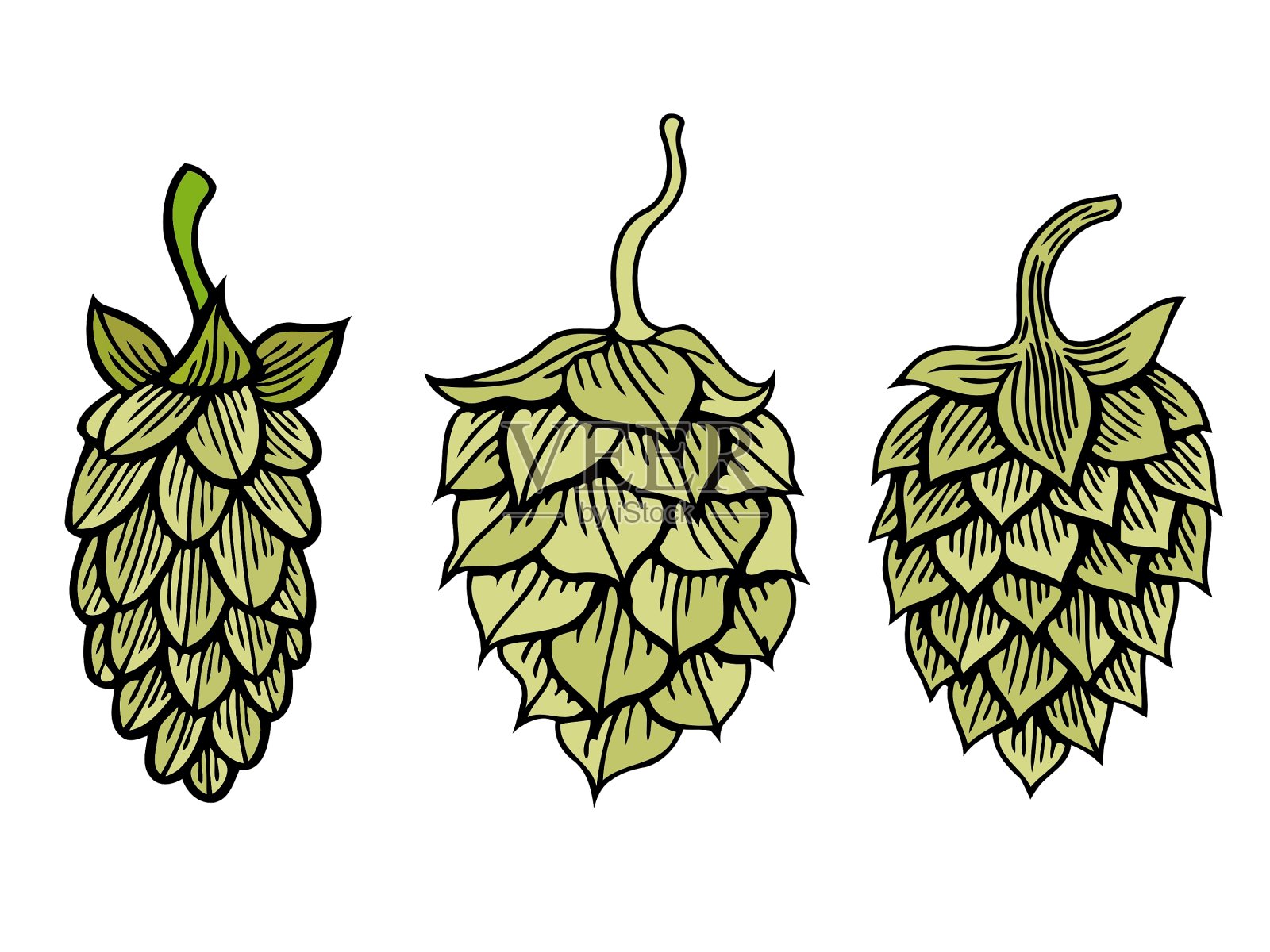 跳有机草本插画图片素材