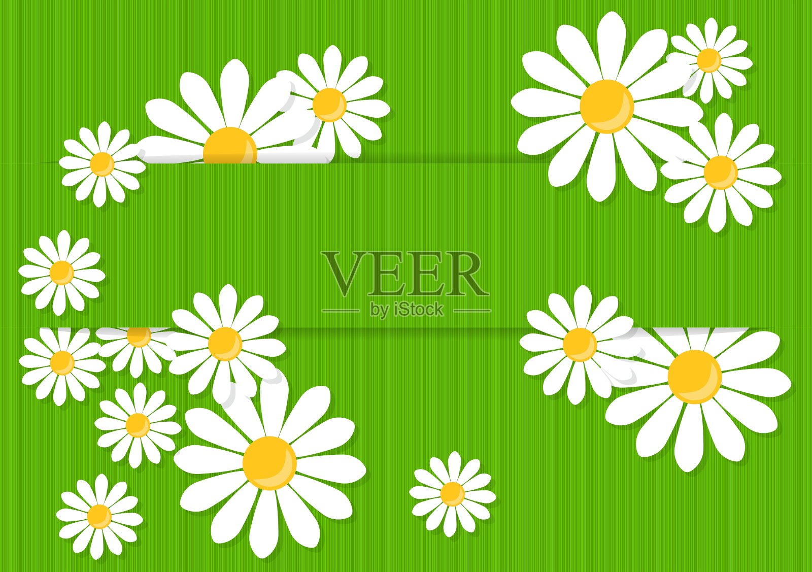 带有雏菊的贺卡插画图片素材