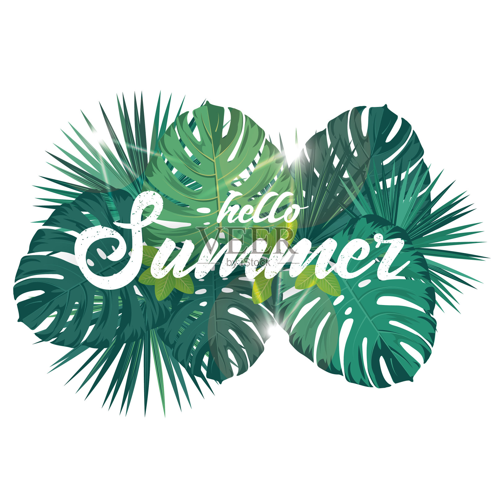 夏季后热带叶插画图片素材