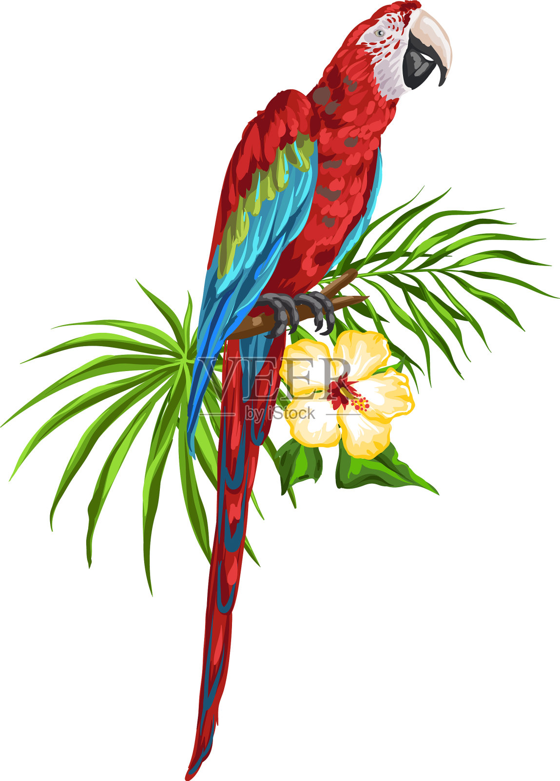 金刚鹦鹉鹦鹉设计元素图片
