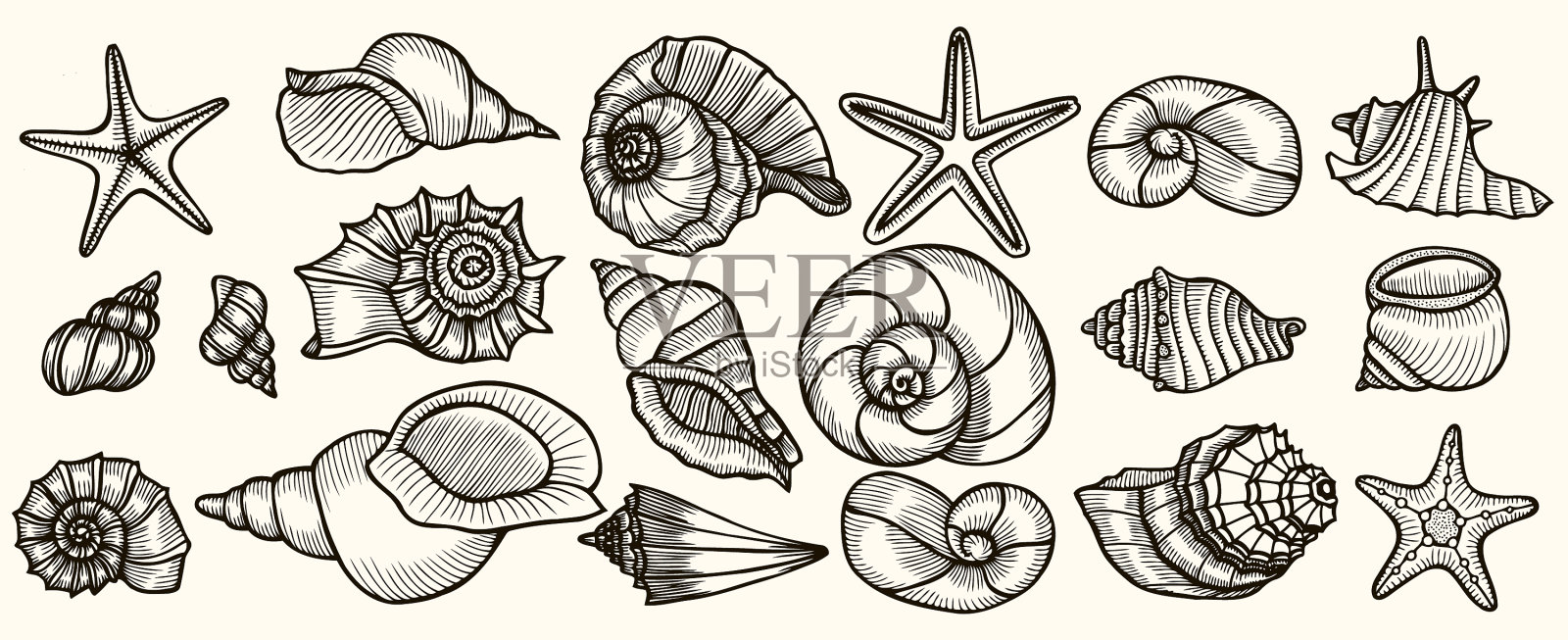 贝壳集插画图片素材