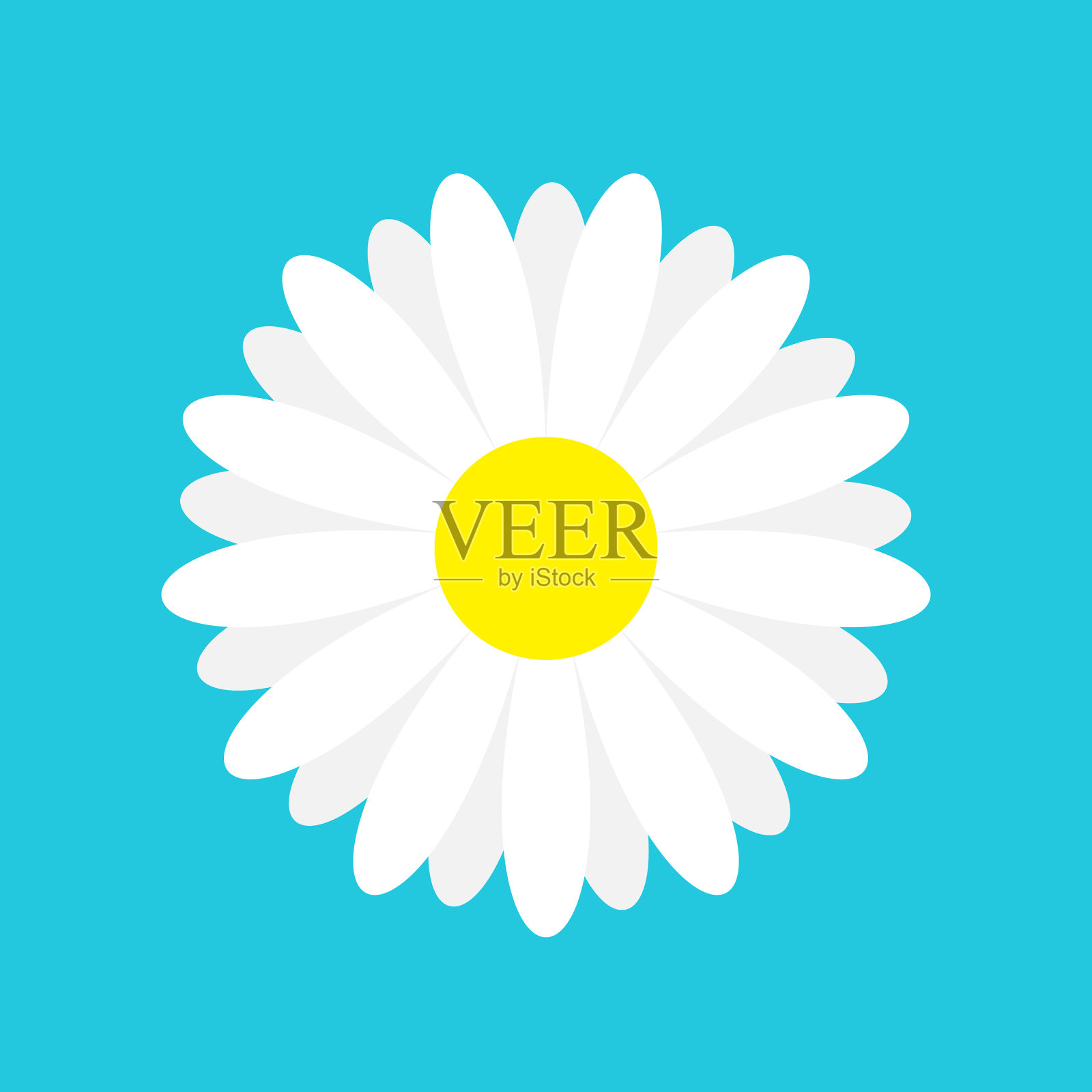 白色雏菊，甘菊，玛格丽特图标可爱的花插画图片素材