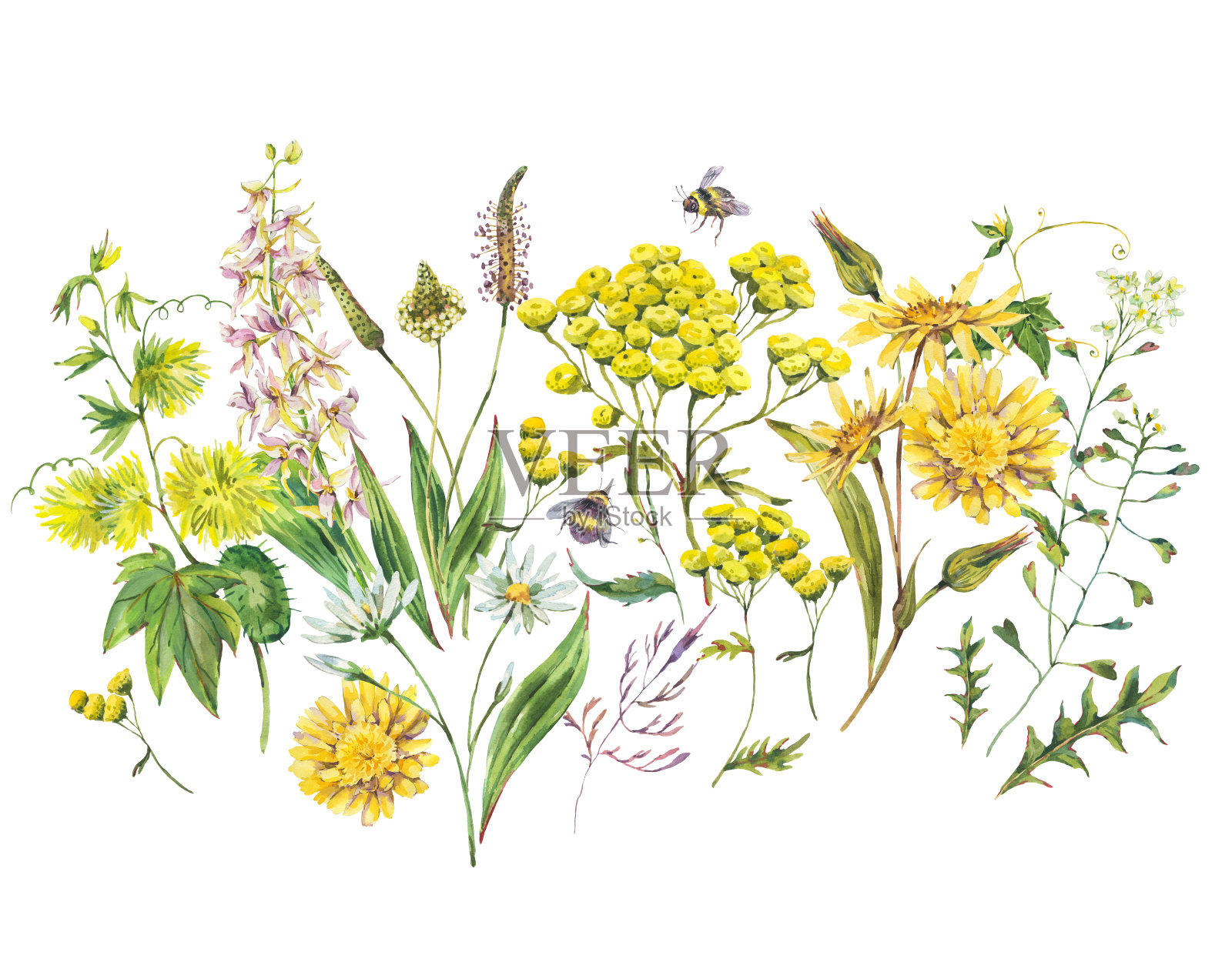 复古水彩画一套夏季黄色草地野花。插画图片素材