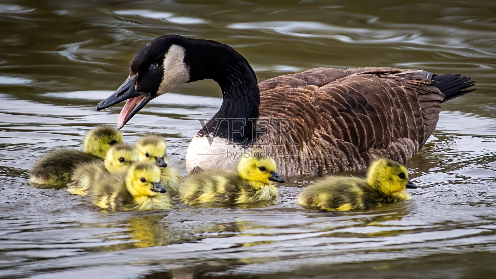 一对加拿大鹅与小鹅交配照片摄影图片
