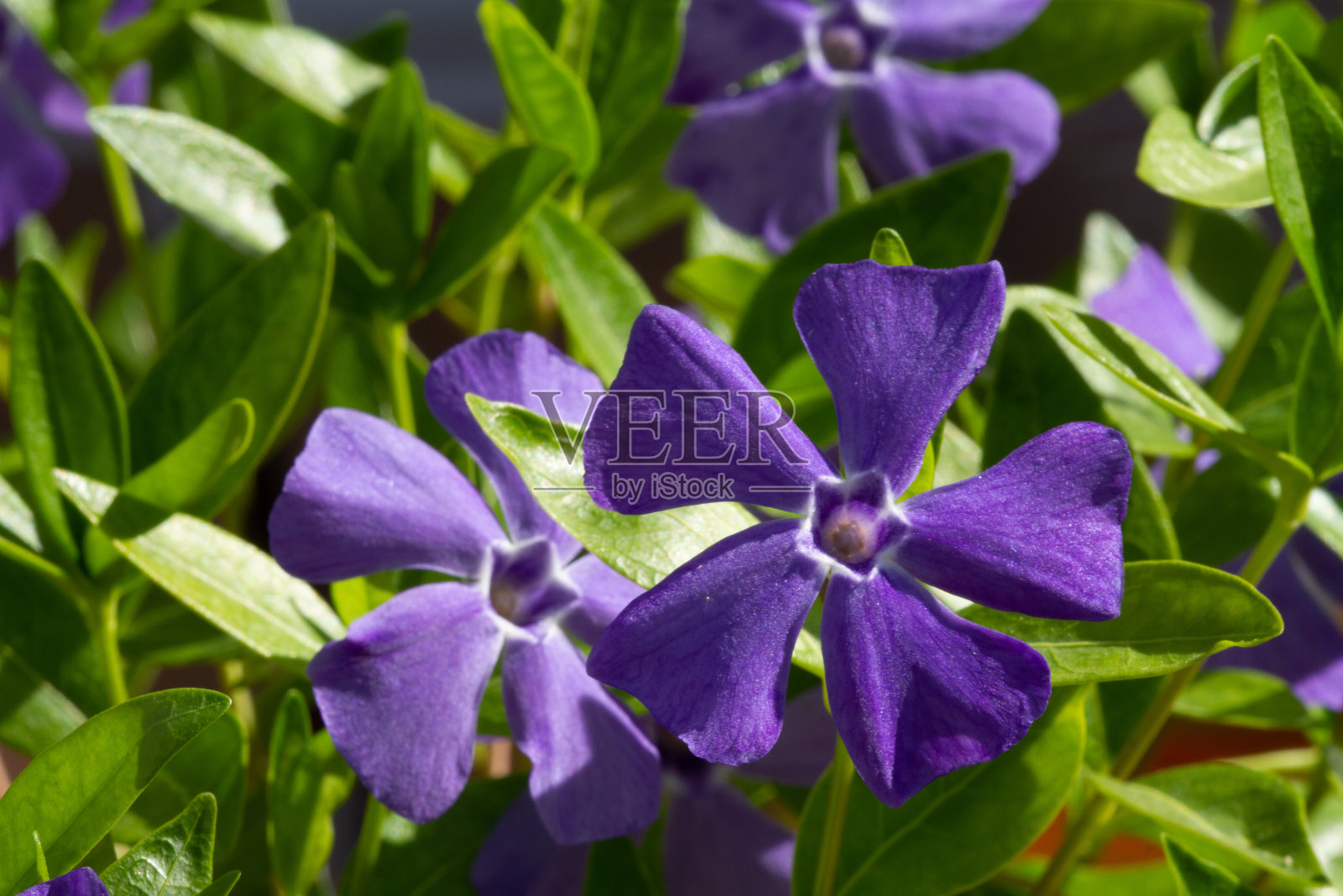 小长春花(小长春花)的花朵特写，绿色背景，常见的长春花开花植物，蓝色的花，绿色的叶子照片摄影图片