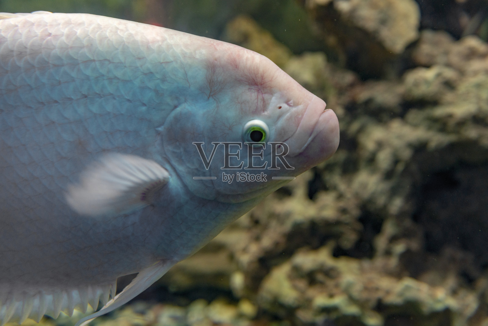 水族缸中游动的白色巨丝足鱼。照片摄影图片