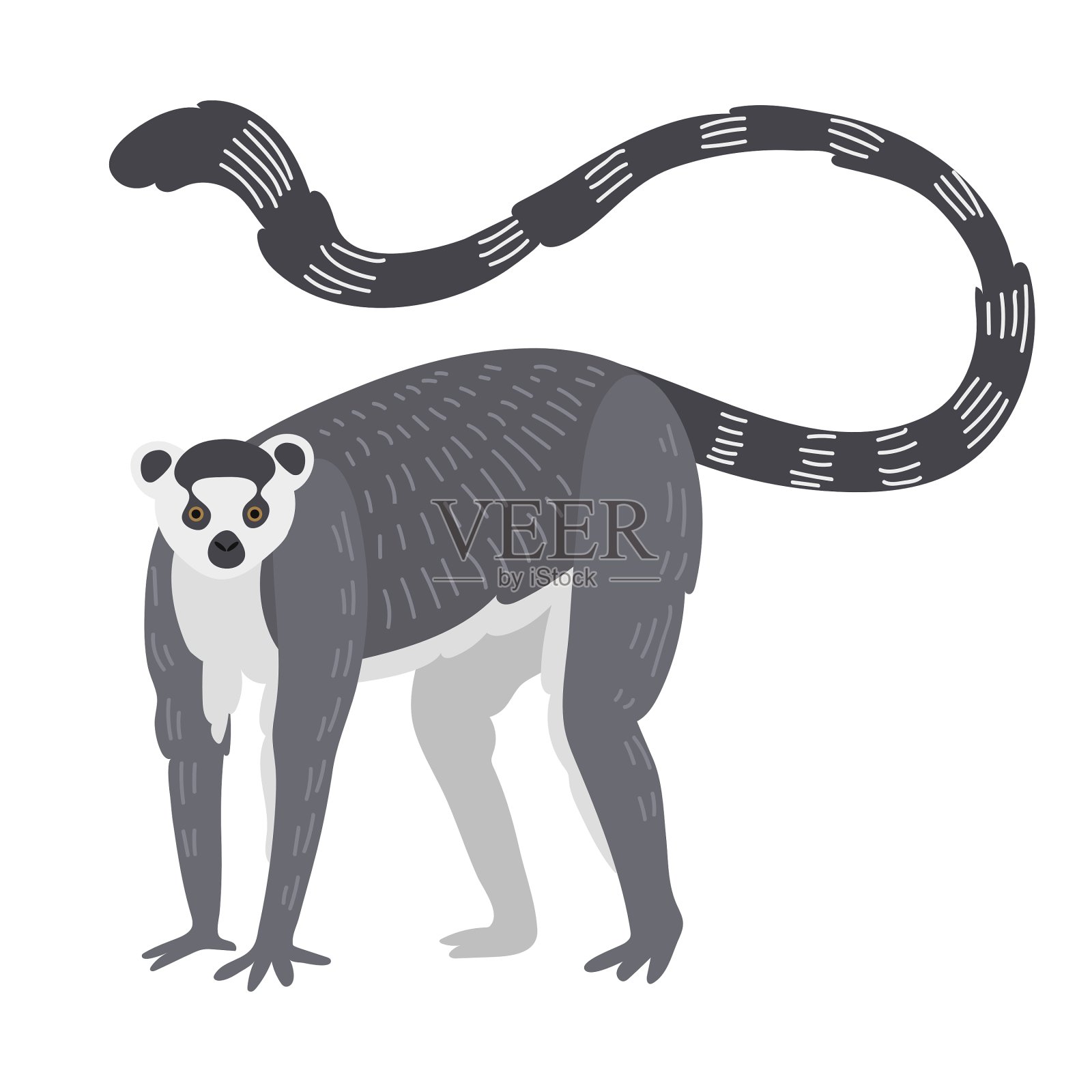 狐猴是珍稀猴类动物设计元素图片