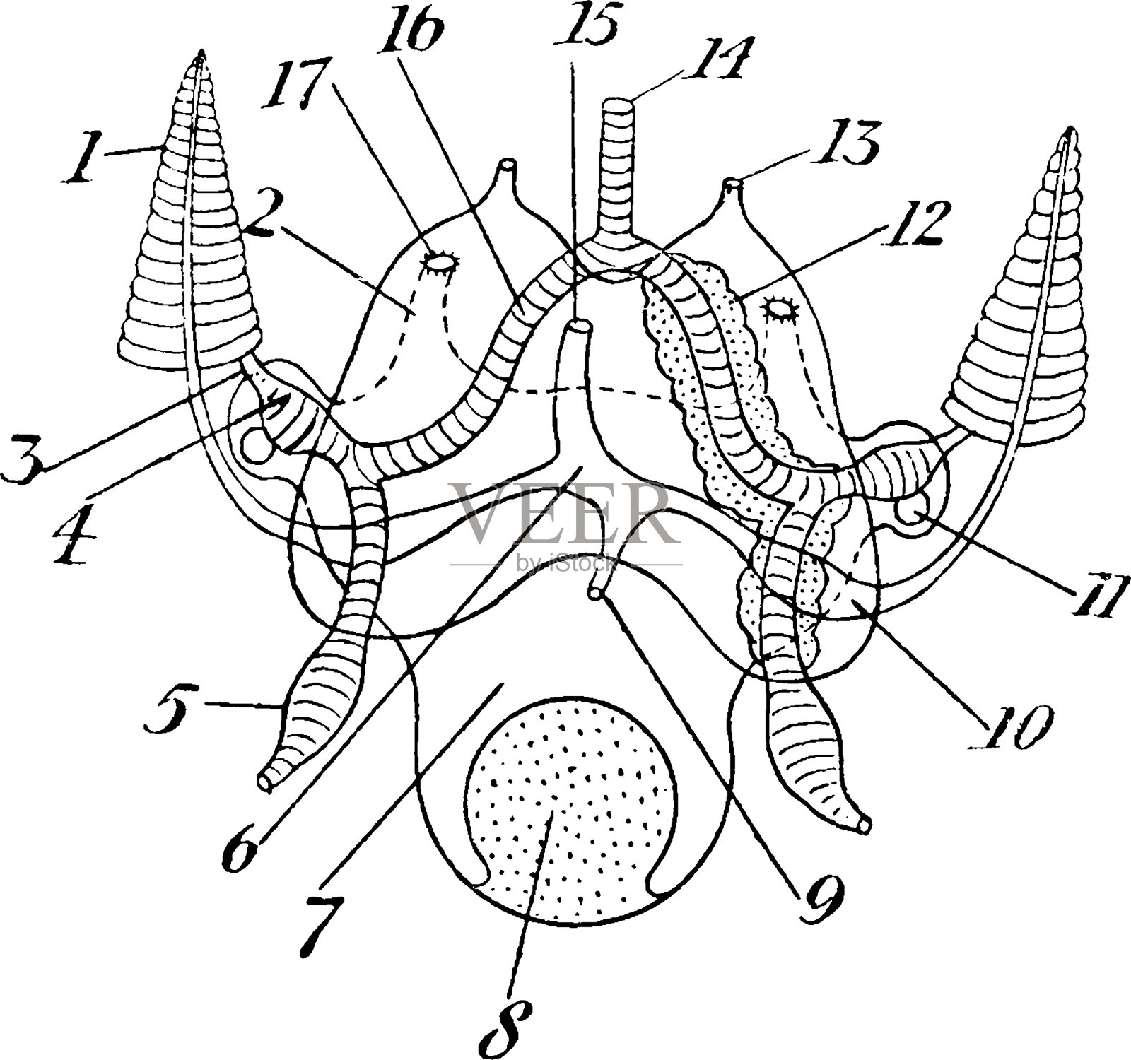墨鱼的循环和排泄系统设计元素图片