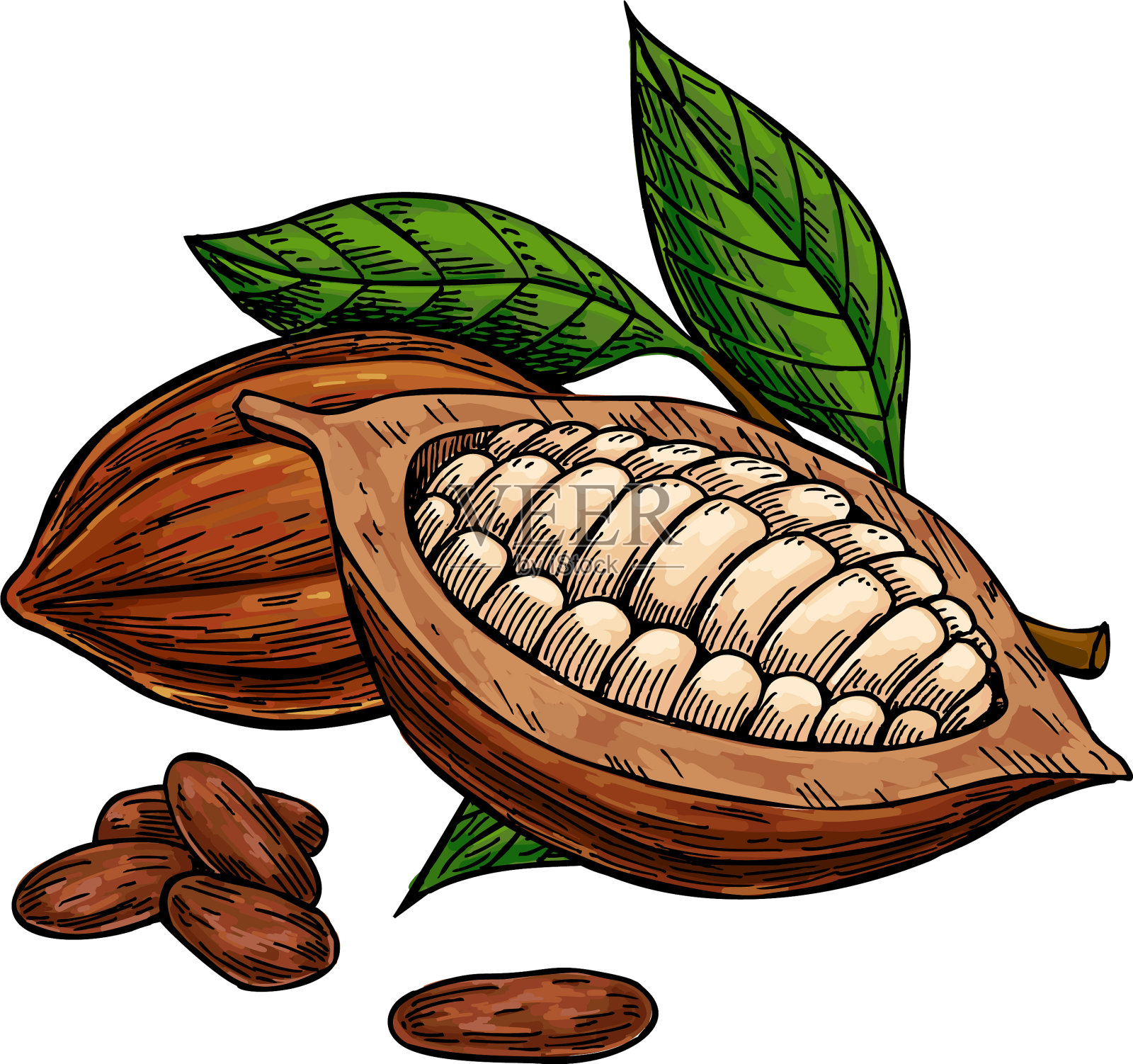 可可超级食品画集有机设计元素图片