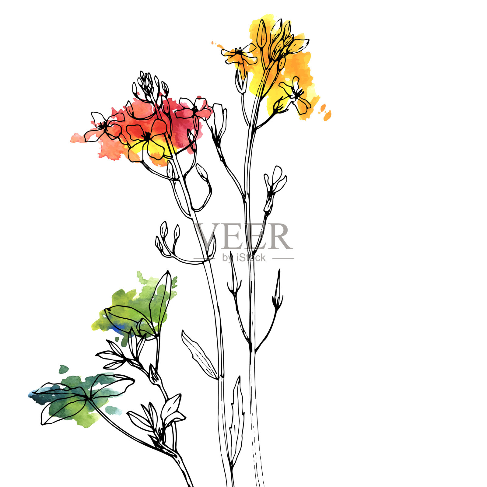 画香草和花设计元素图片