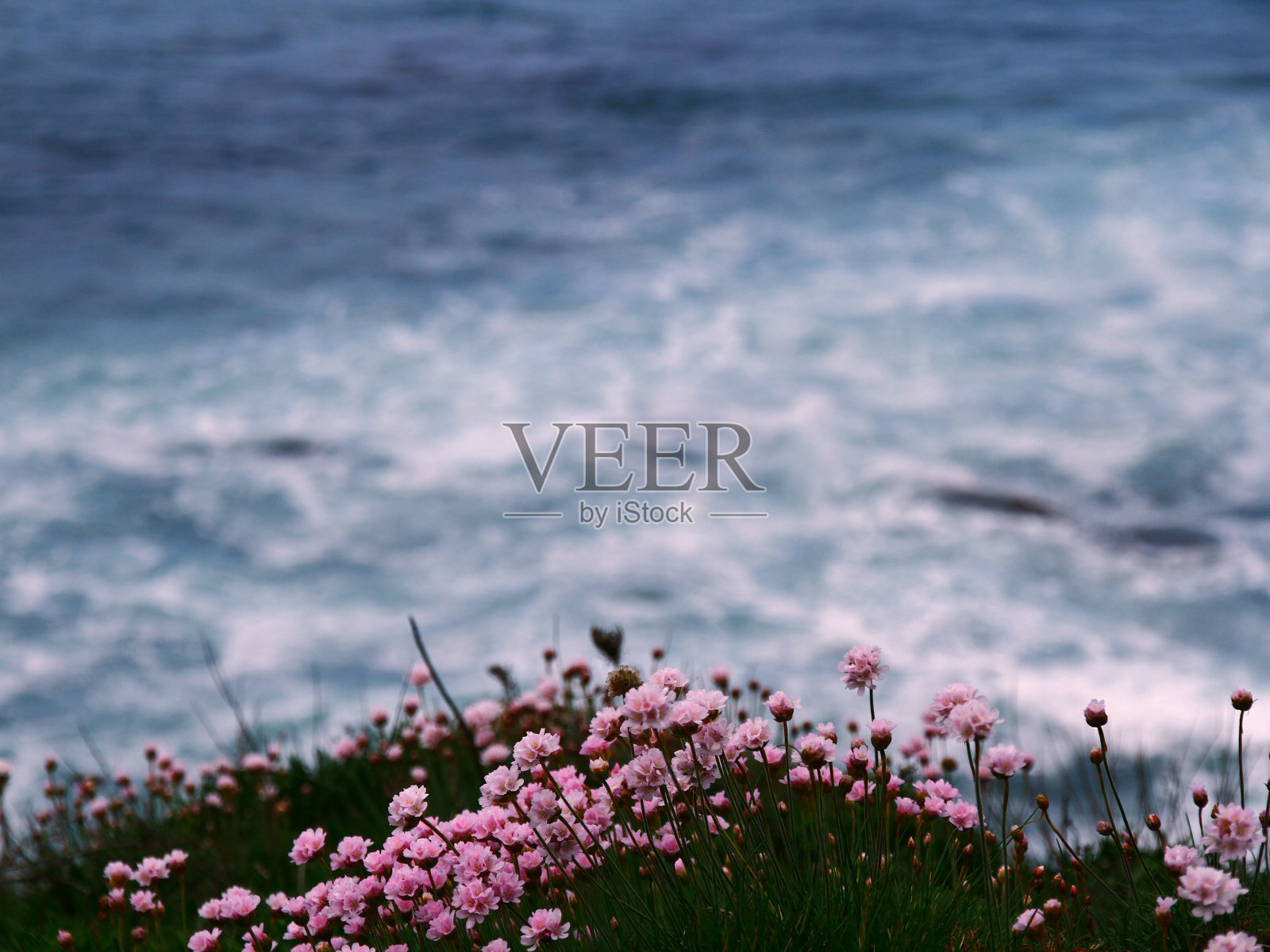 粉红色的花在海边照片摄影图片