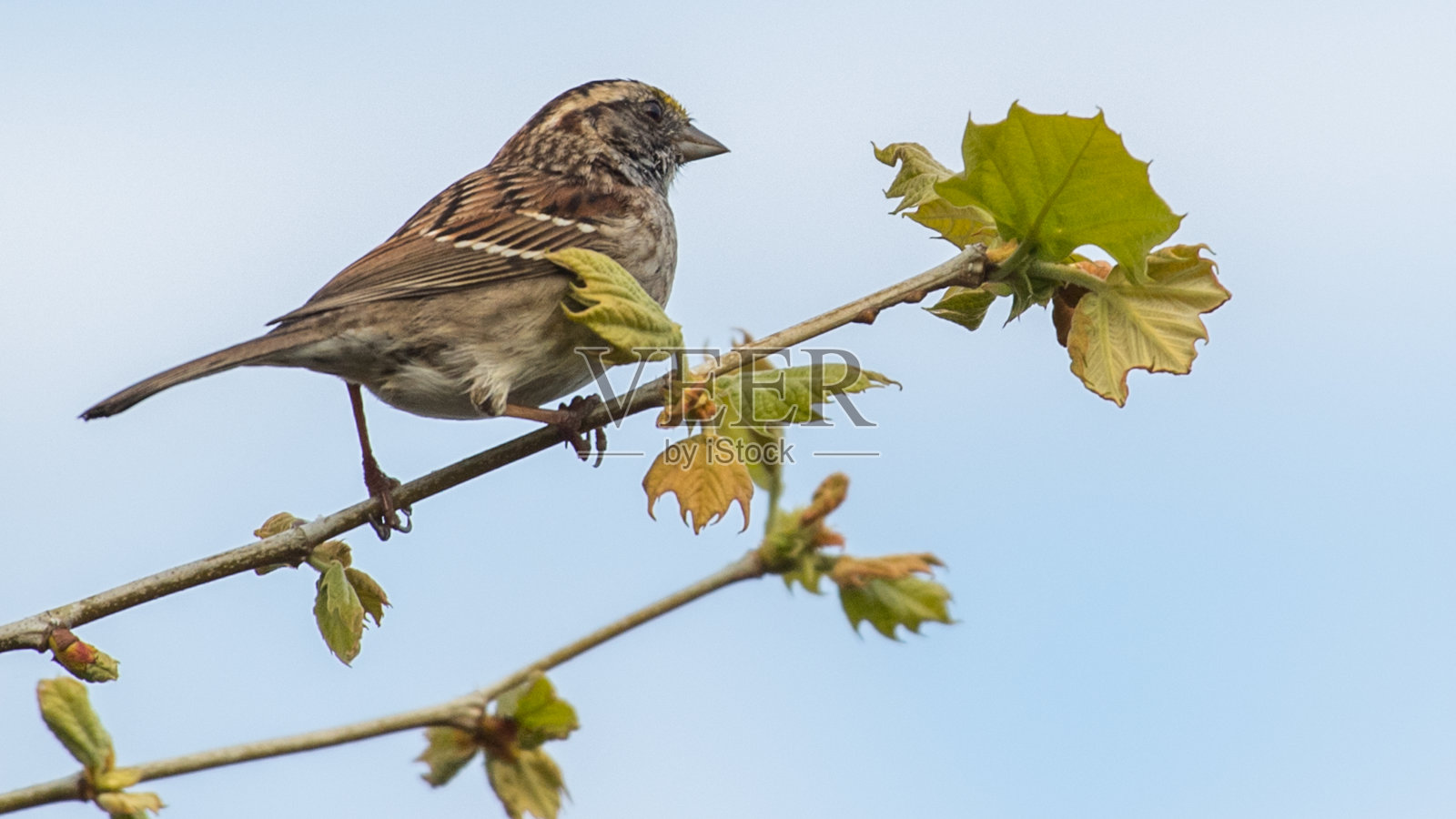 树林里的小鸟照片摄影图片