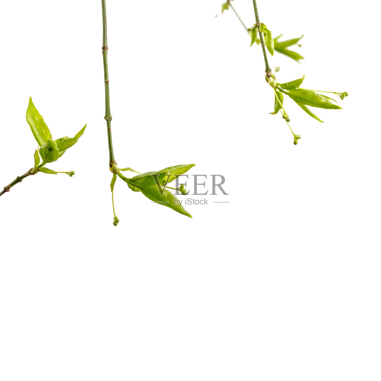 叶和芽孤立在白色背景上。宏。照片摄影图片