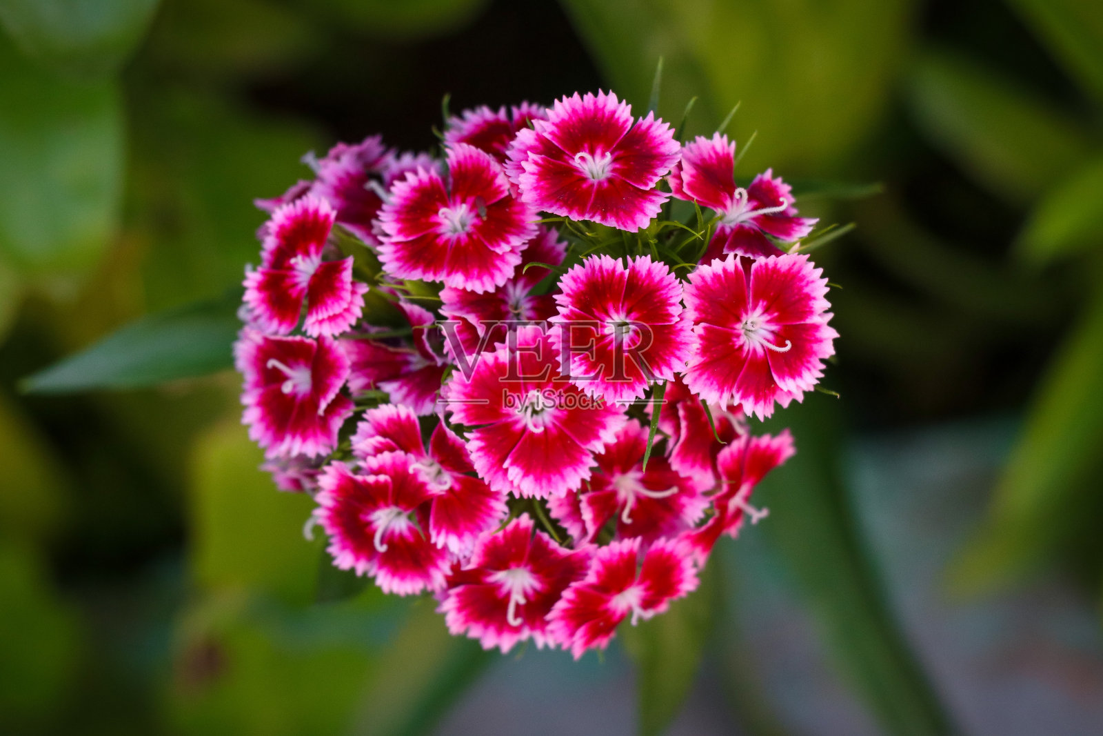 竹石竹，甜威廉花植物盛开在绿色的背景照片摄影图片