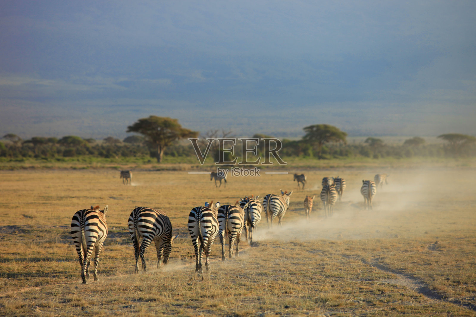肯尼亚非洲狩猎照片摄影图片