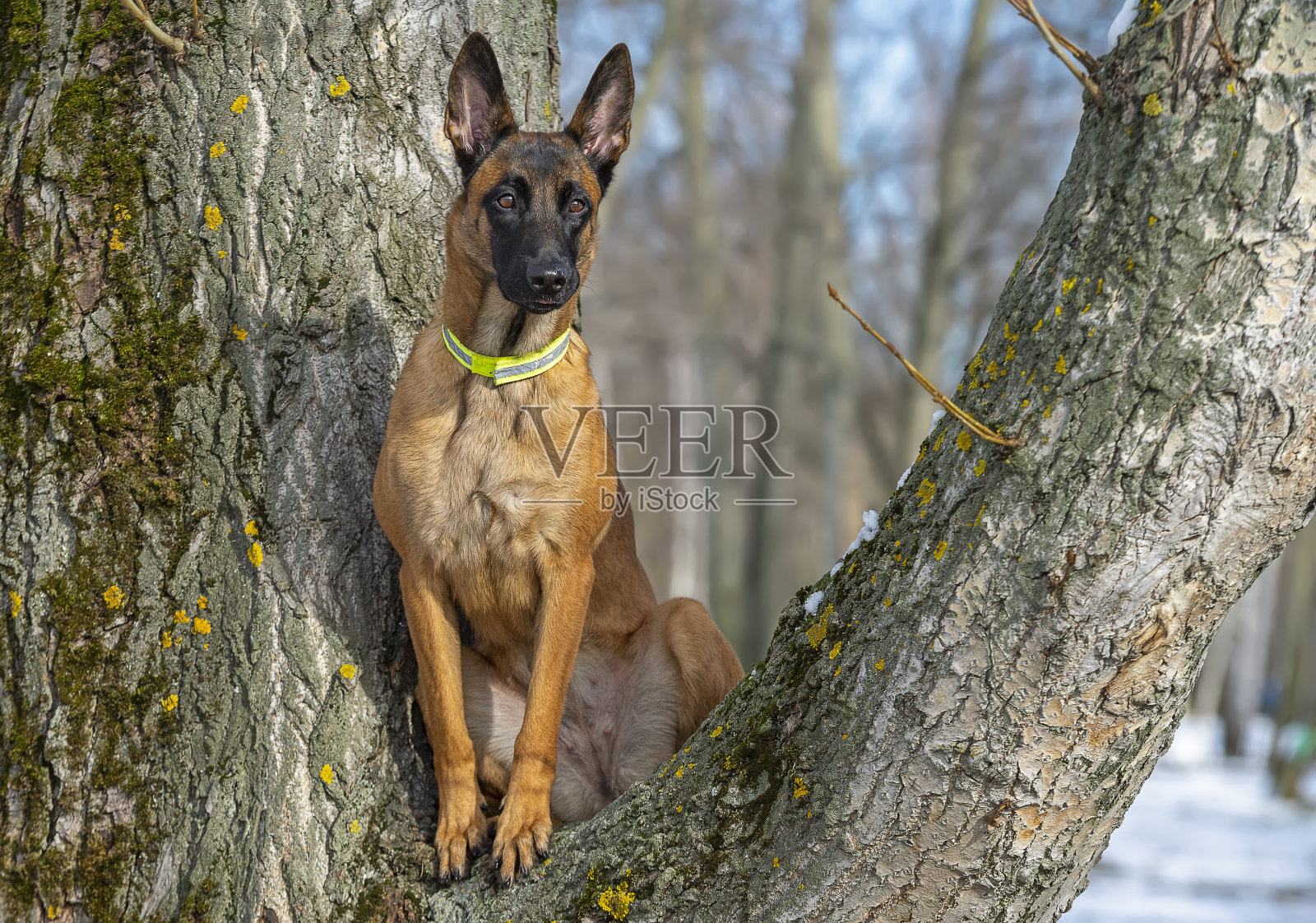 比利时牧羊犬马利诺的肖像照片摄影图片