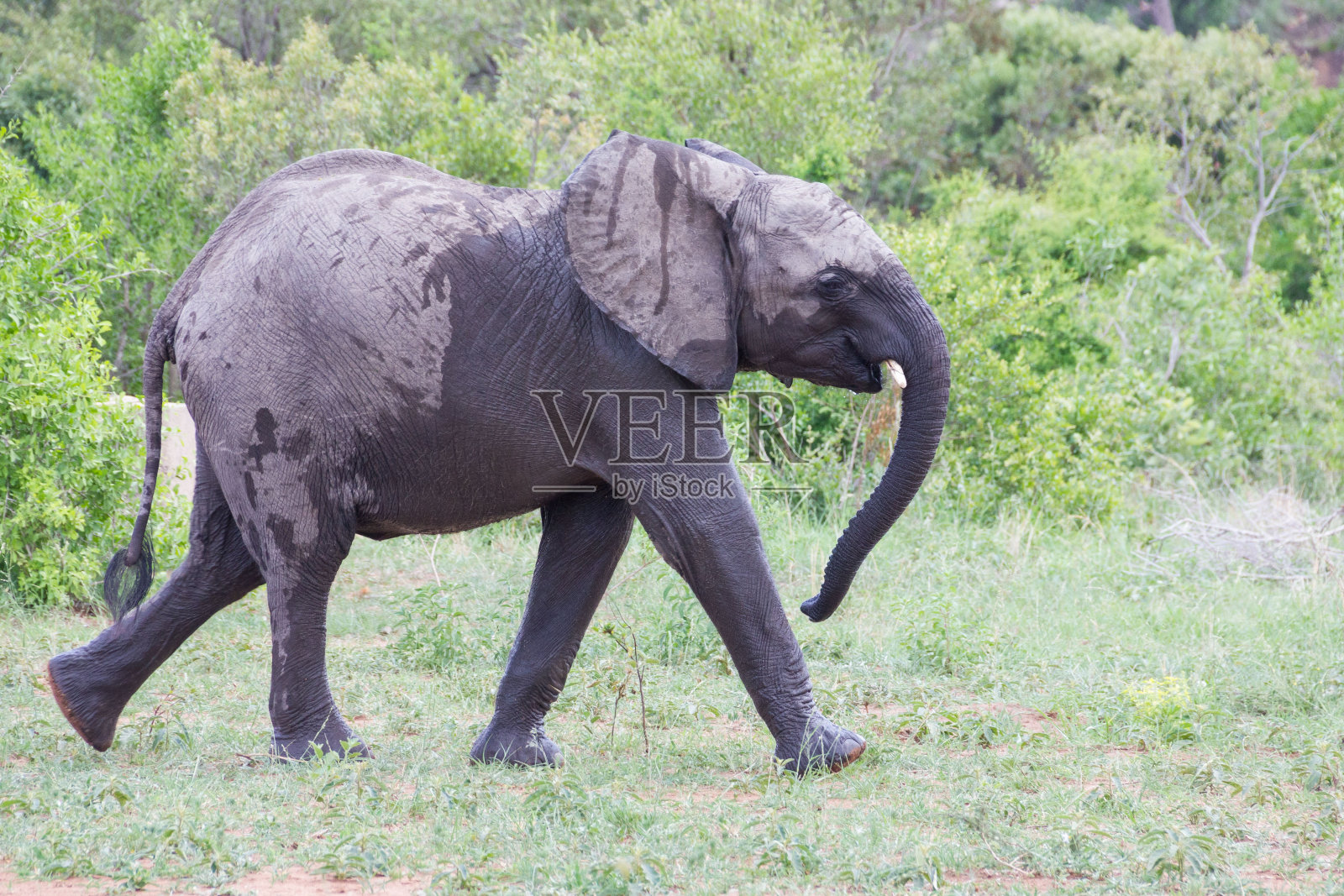大象照片摄影图片