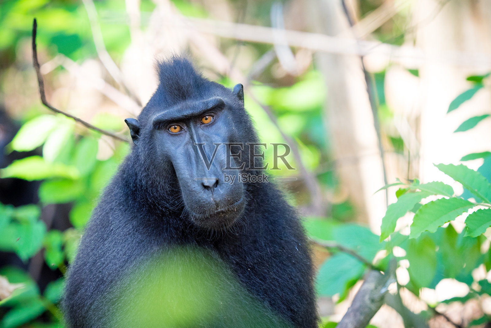 西里伯斯岛冠猕猴照片摄影图片