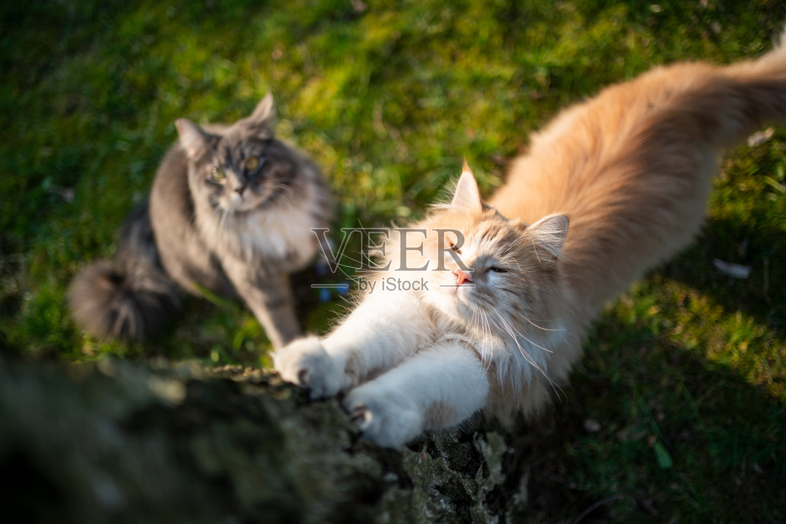 猫树照片摄影图片