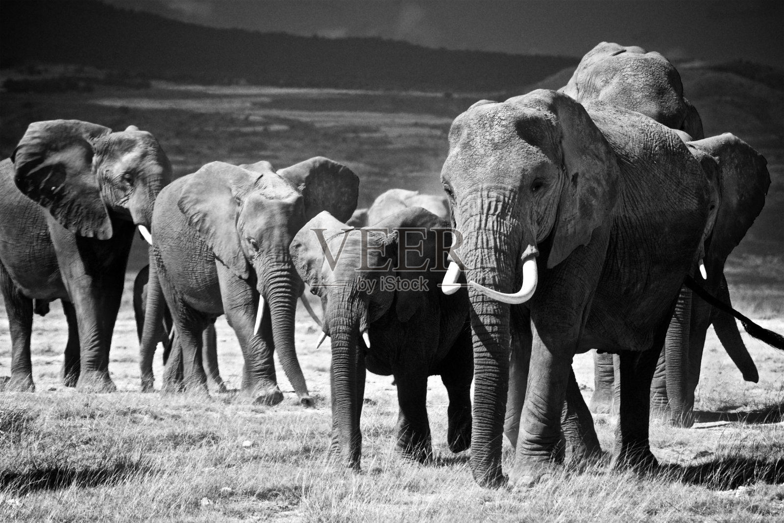 肯尼亚安博塞利的大象家族照片摄影图片