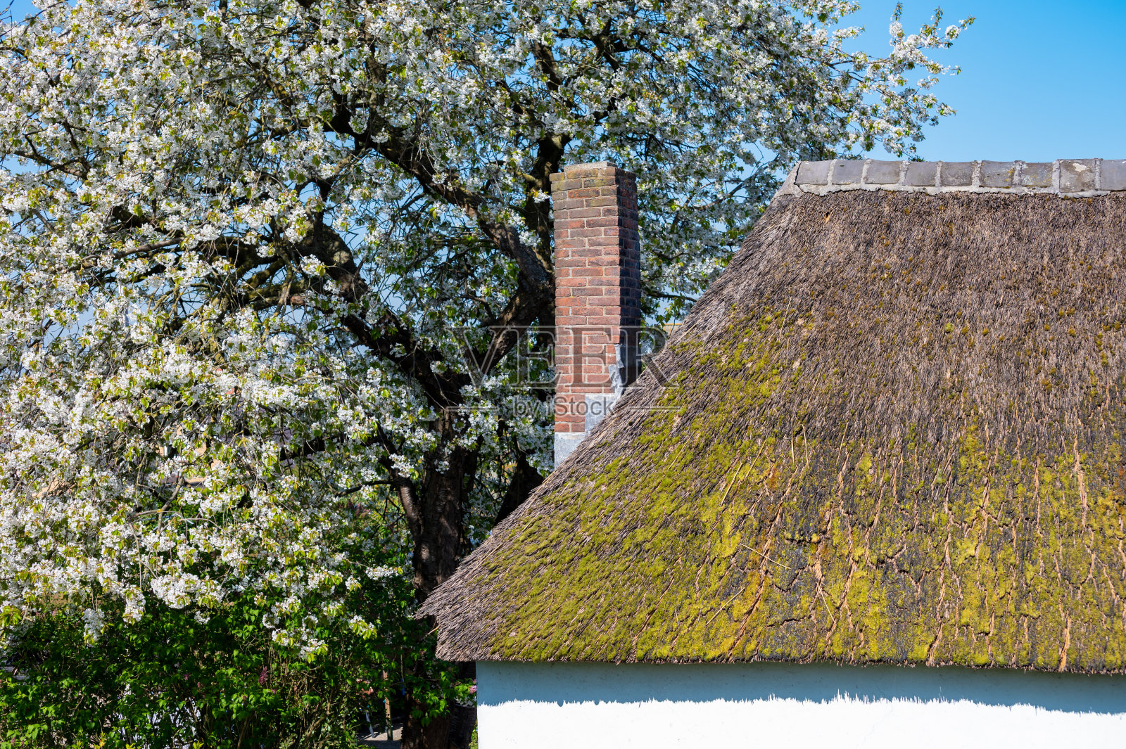 荷兰Betuwe的一座古老的白色房子，芦苇屋顶和砖烟囱，果园里盛开的樱桃树照片摄影图片