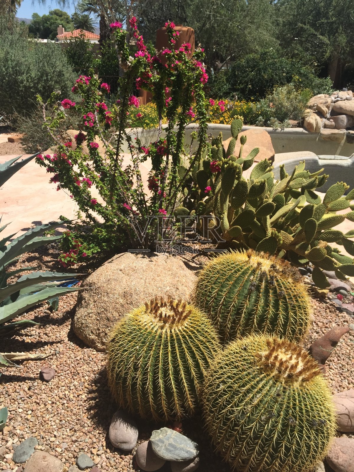 仙人掌照片摄影图片