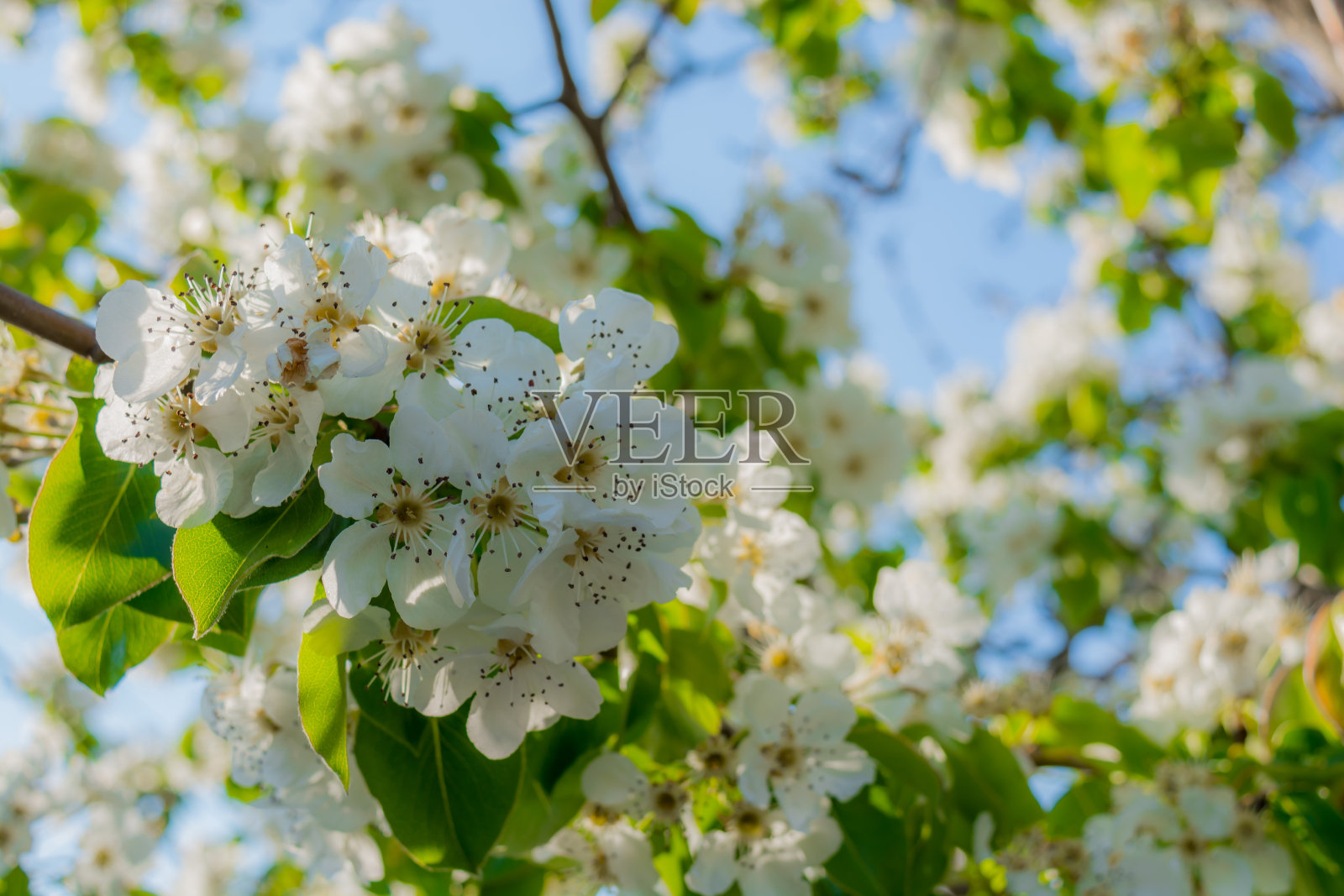 开花的树照片摄影图片