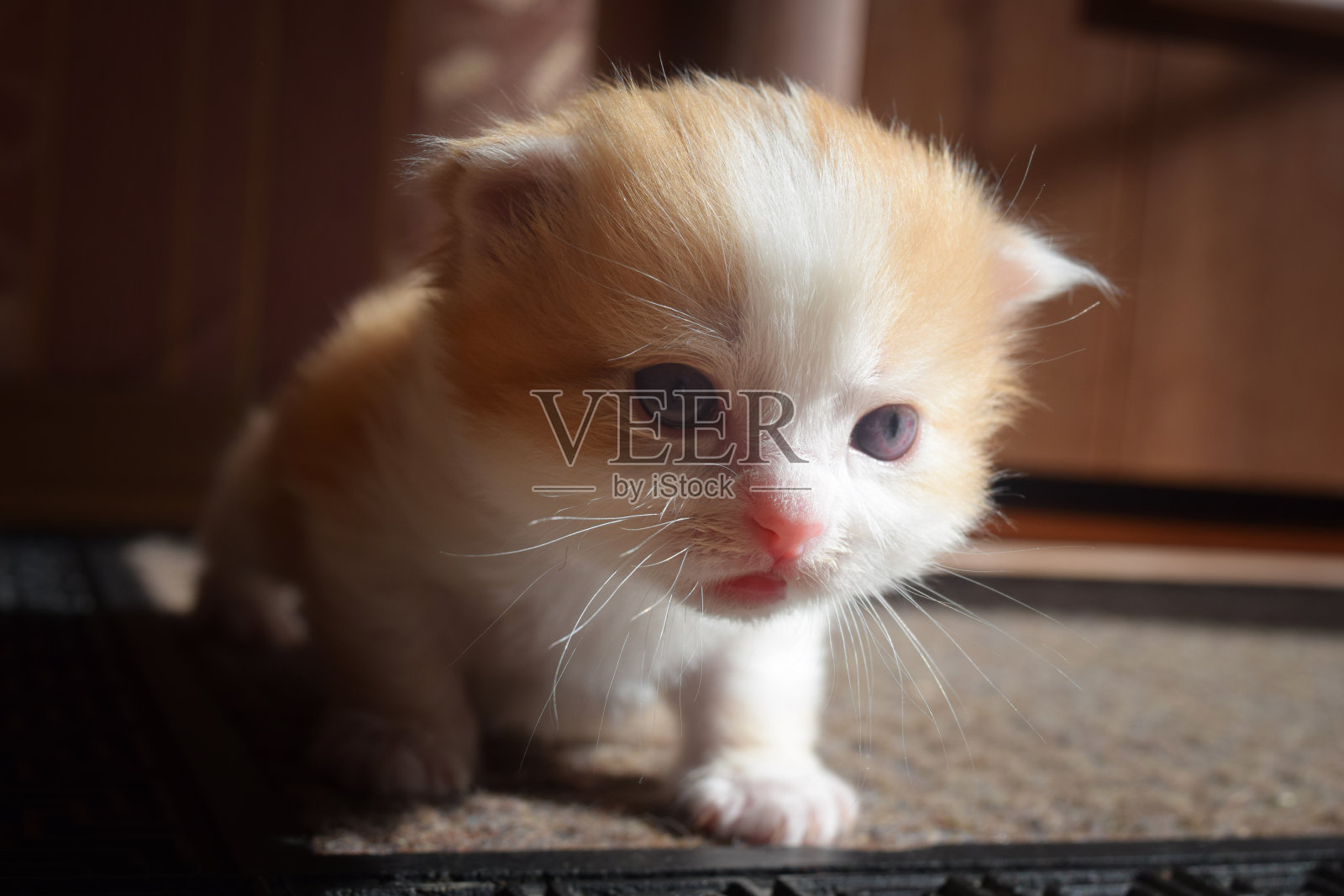 毛茸茸可爱的小猫是一个美丽的背景照片摄影图片