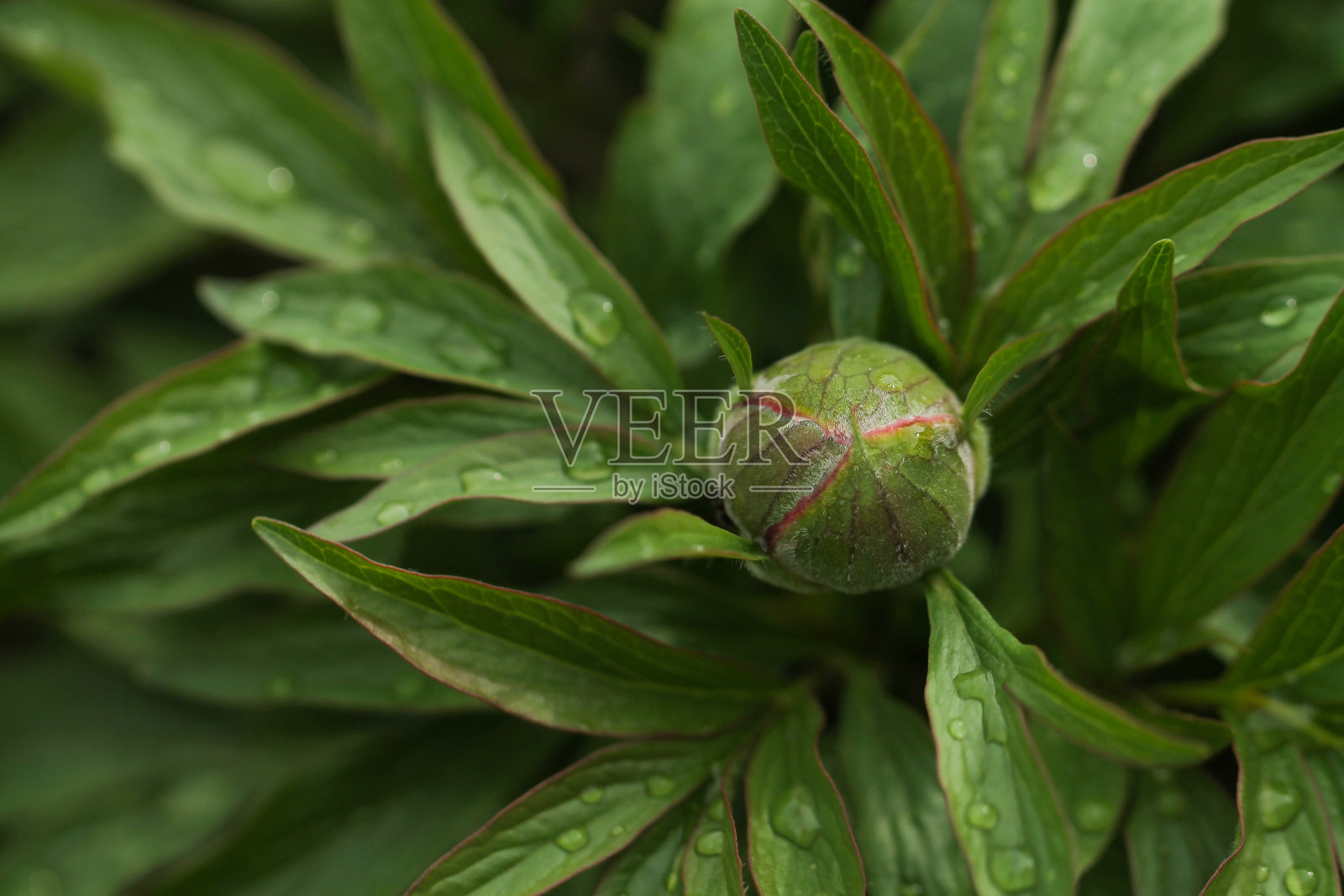 花卉背景以牡丹芽为主。照片摄影图片