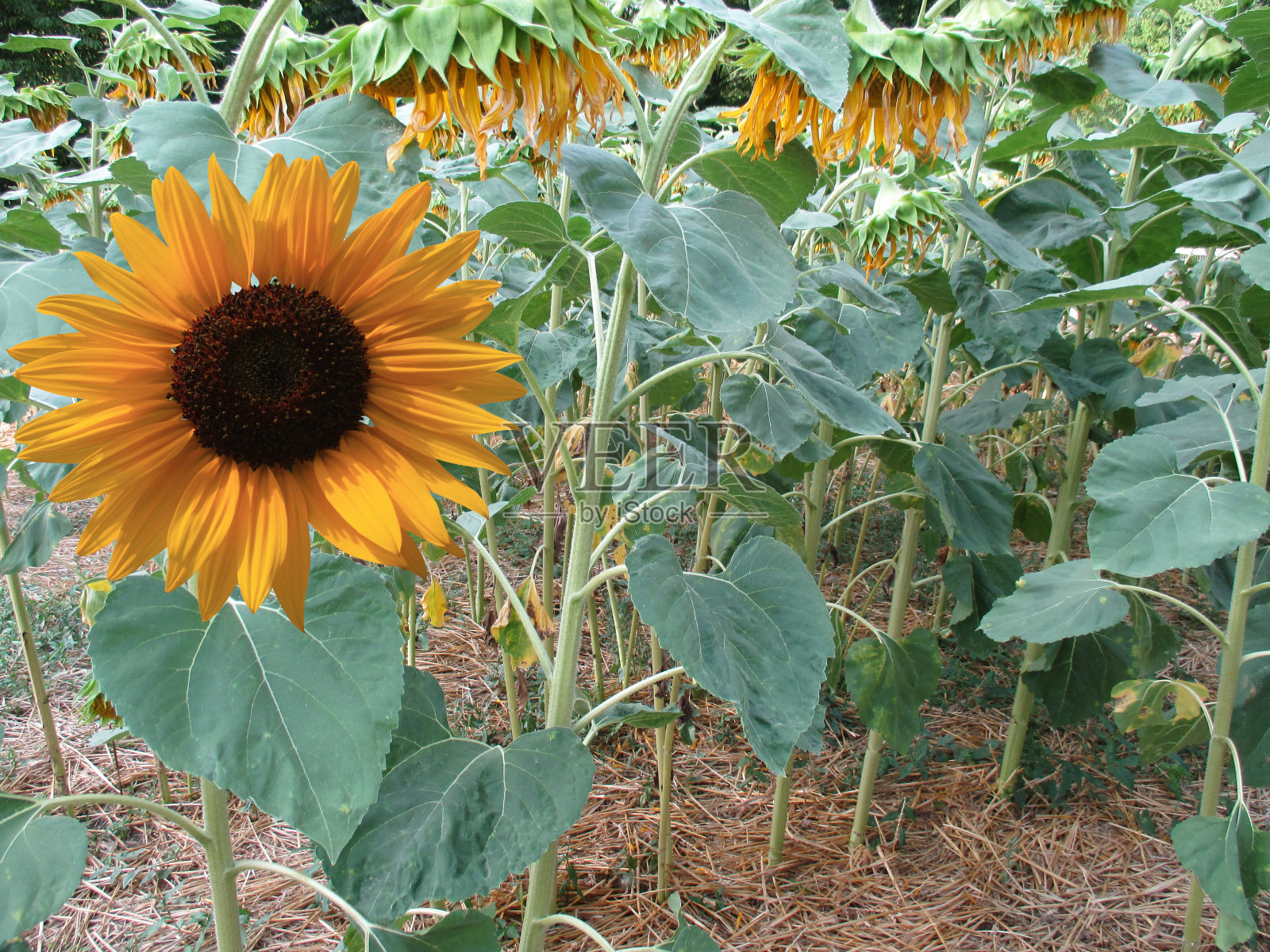 有机种植照片摄影图片