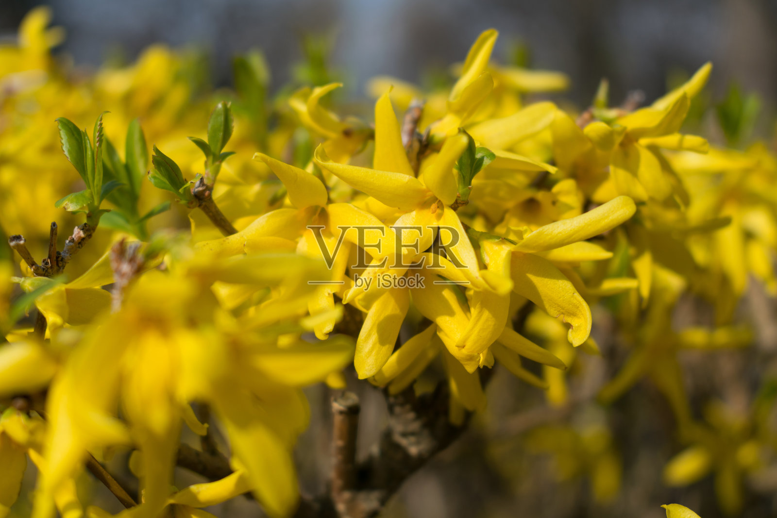 花照片摄影图片