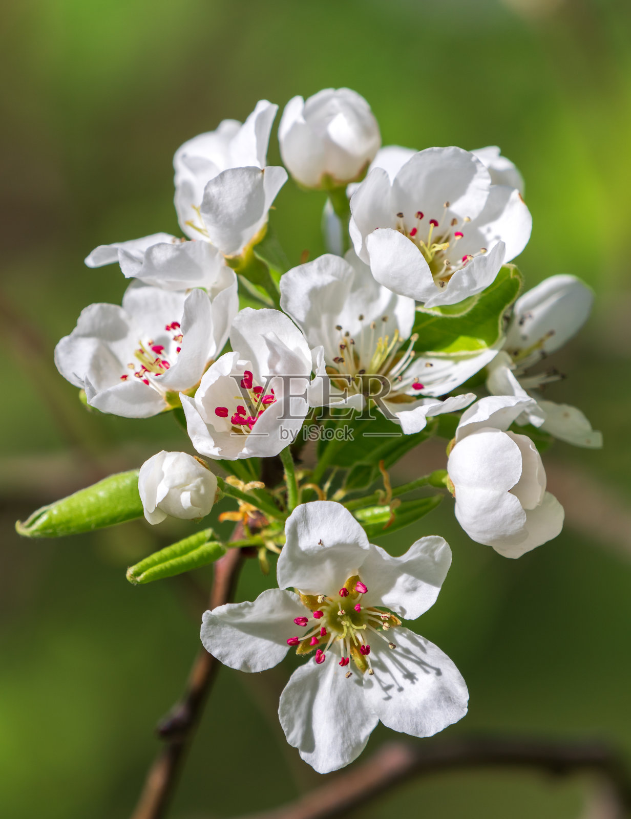梨树花枝照片摄影图片