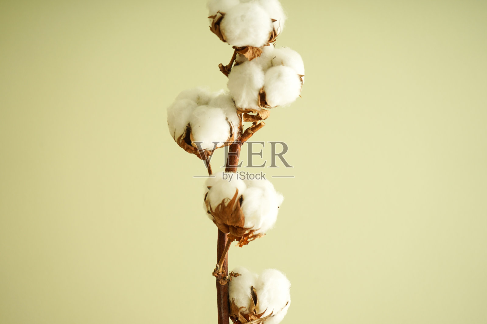 漂亮的棉花树枝特写。平的。照片摄影图片