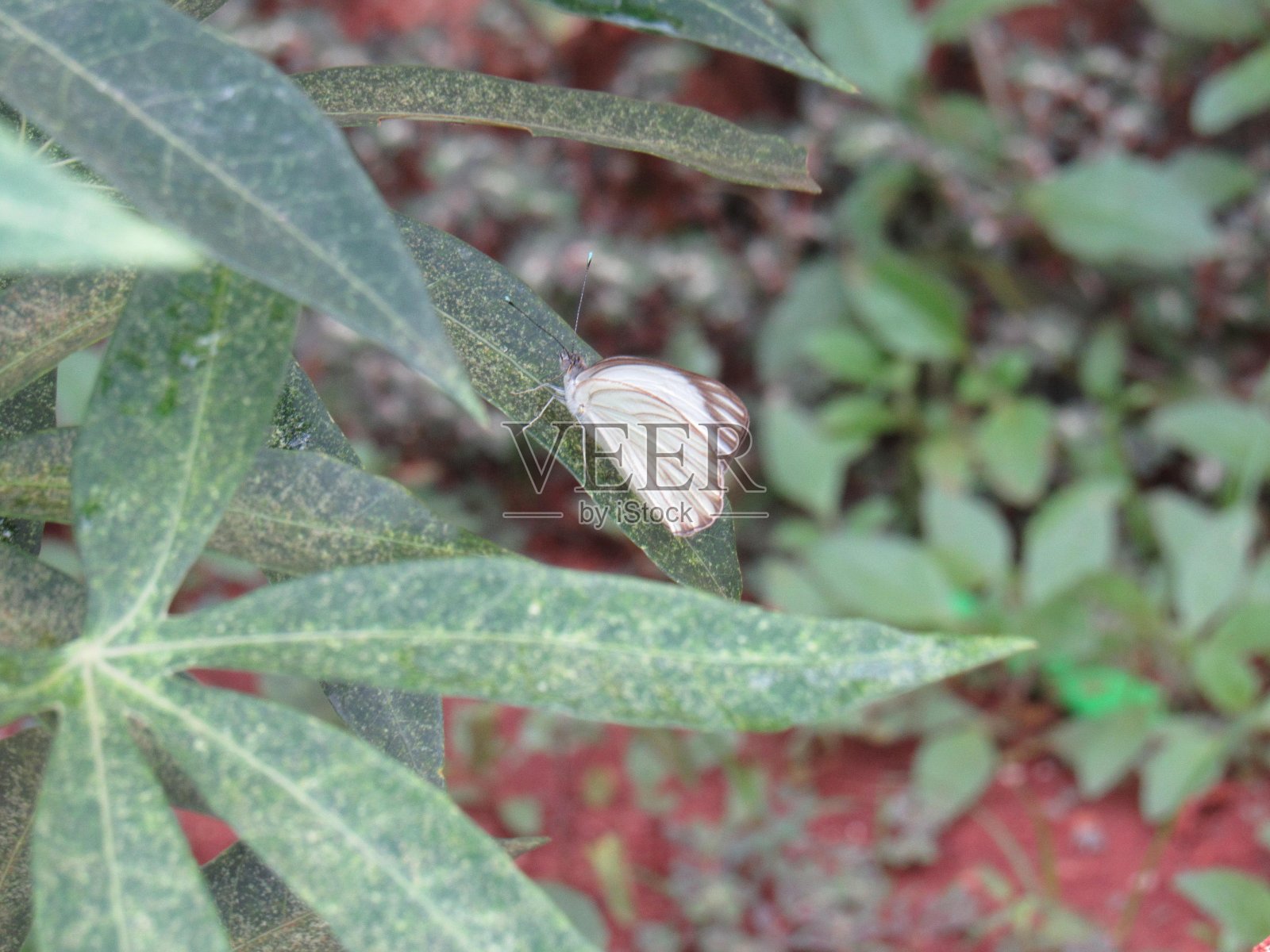 美丽的蝴蝶照片摄影图片