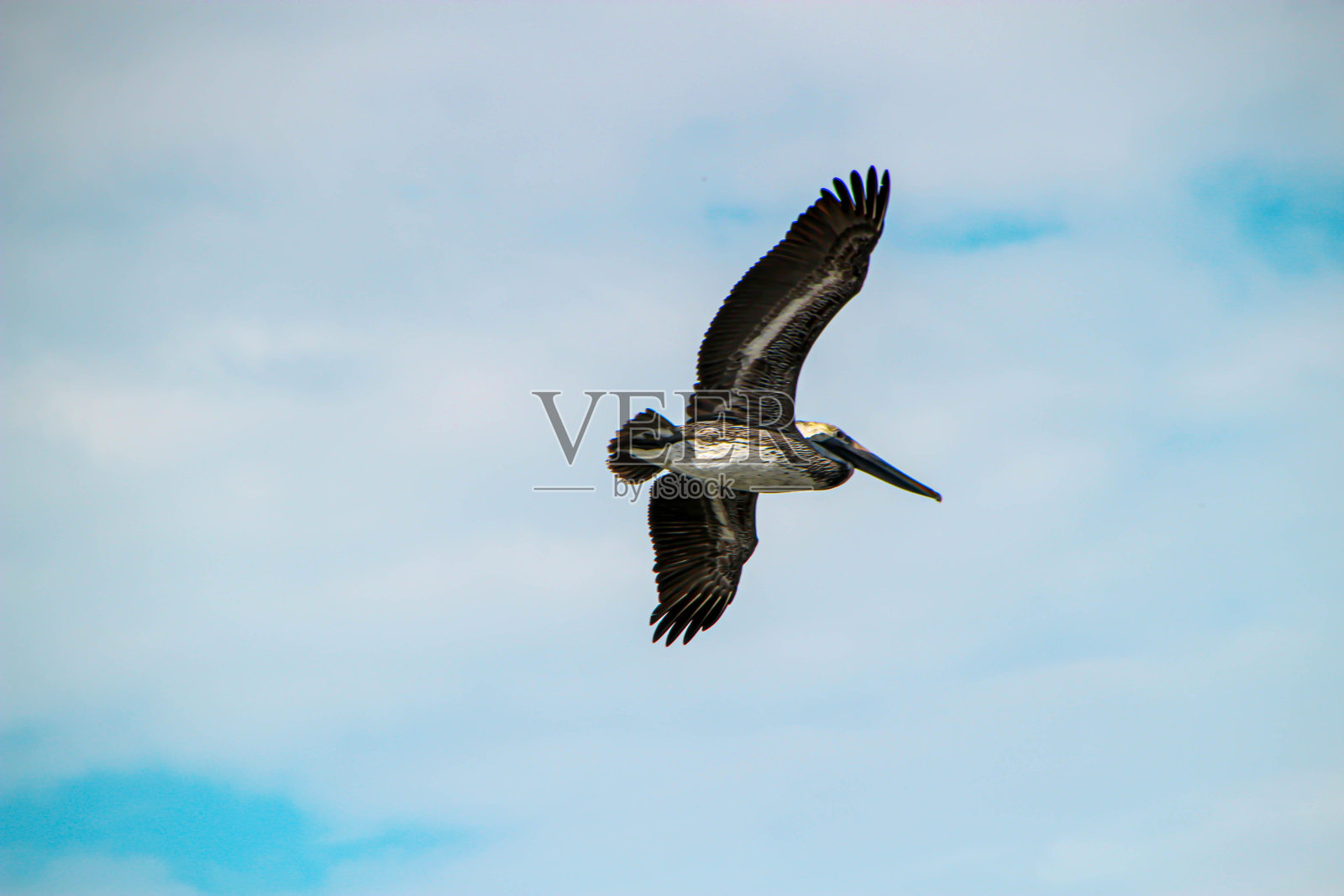 路易斯安那州的褐鹈鹕照片摄影图片