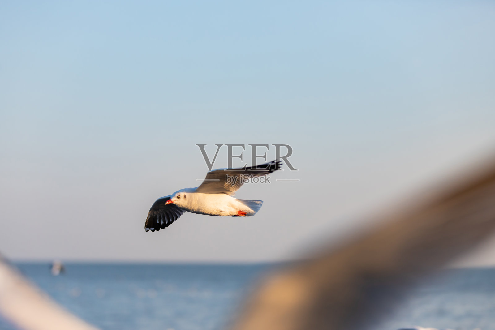 邦浦娱乐中心的海鸥群是海湾上的海滨度假胜地照片摄影图片