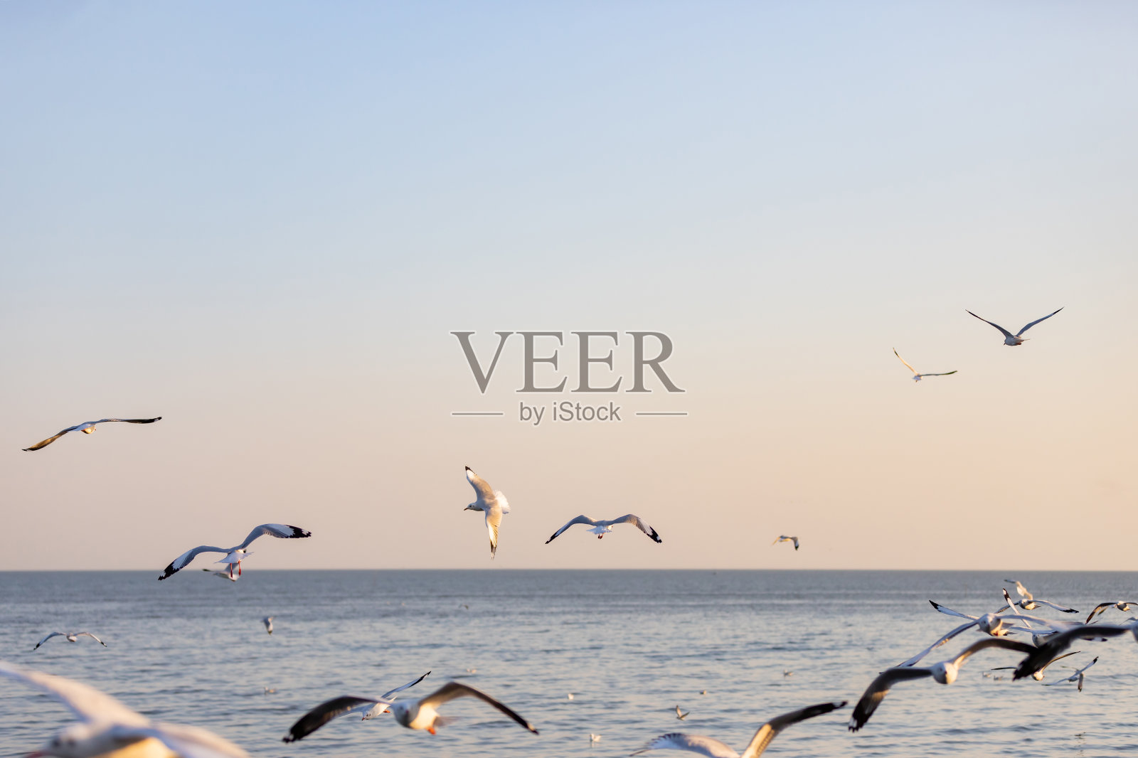 邦浦娱乐中心的海鸥群是海湾上的海滨度假胜地照片摄影图片