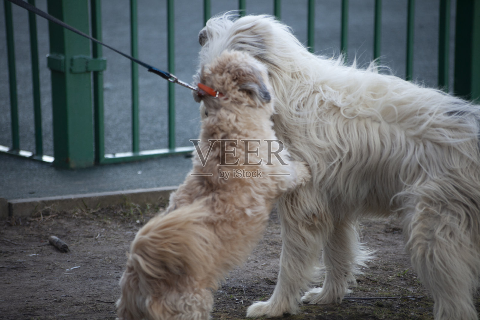 狗在散步。照片摄影图片